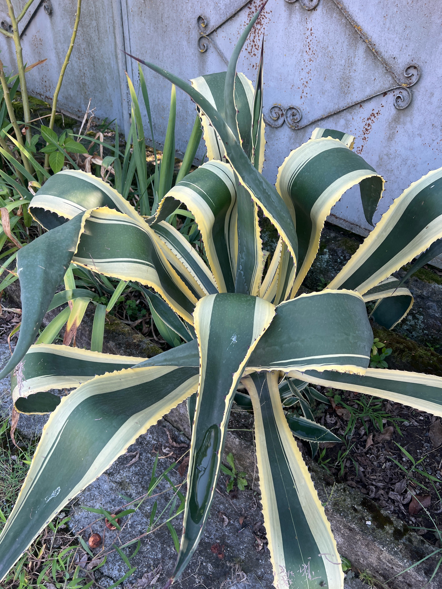 The image shows a close-up of a variegated agave plant with thick, fleshy leaves that are dark green with yellow and white stripes. The leaves are edged with sharp spines. The plant is situated outdoors, with a weathered, grey metal fence or gate in the background, decorated with wrought iron scrollwork. The ground around the plant consists of soil, small stones, and some dry leaves and grass. The overall setting appears to be a garden or yard in a city environment. The image is a still shot with no visible human presence or action.
