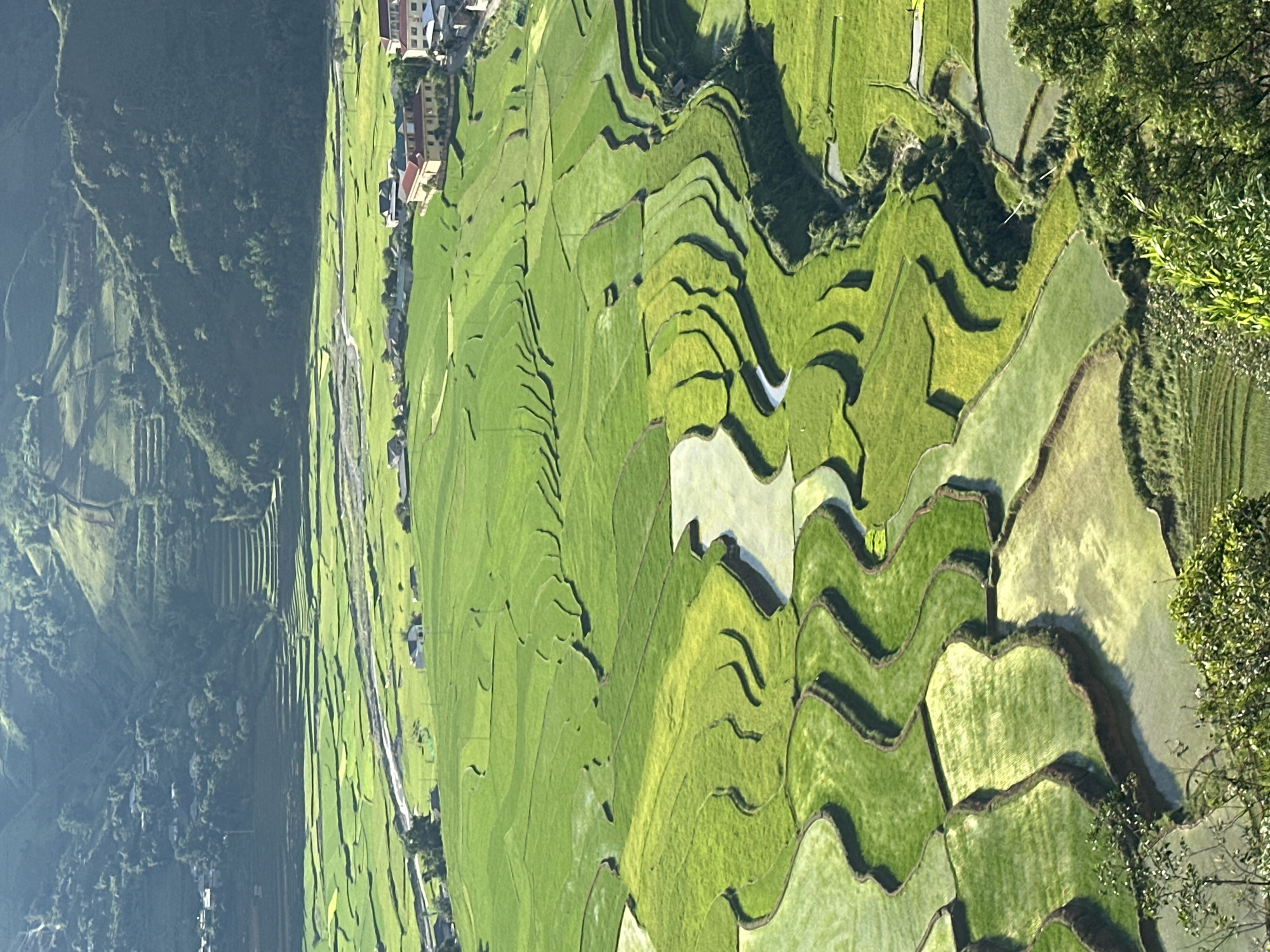 This detailed image captures a panoramic view of the Tú Lệ valley in Vietnam. The scene is dominated by a vast system of terraced rice fields under bright daylight.
In the foreground, the top of lush green trees and foliage partially frame the lower portion of the image.
The midground features numerous rice paddies, meticulously terraced and conforming to the undulating topography. These paddies display varying shades of green, ranging from vibrant light green indicating young or recently planted rice, to darker emerald tones, and patches of light blue-grey reflecting standing water. Many terraces exhibit distinct, curvilinear shapes. A winding river or stream, light grey in color, traverses the flatter section of the valley in the upper-midground, bordered by some of the flatter rice fields. To the right of the river, a cluster of buildings forms a small settlement. These structures feature predominantly light-colored walls, with roofs in shades of reddish-brown and dark grey.
The background consists of steep, verdant mountains and hills, densely covered with trees. Traces of terraced cultivation are visible on the slopes of these distant hills, particularly on the left side, ascending towards the peaks. The farthest mountains appear somewhat hazy due to atmospheric perspective.
No individuals or active human figures are visible within the frame. The sunlight appears to emanate from the left, casting subtle shadows that define the contours of the terraces and mountains.