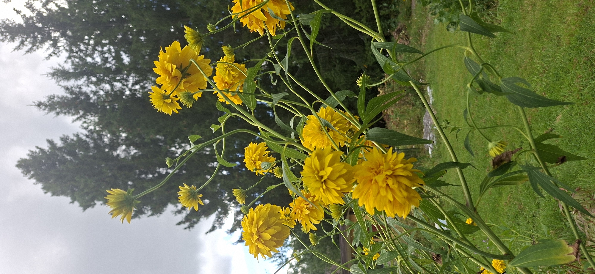 A medium shot captures a cluster of bright yellow, spherical flowers in a garden setting. The flowers, likely a variety of Double Coneflower or similar, are in full bloom with numerous layered petals. They are supported by tall, green, leafy stems that arch and twist. The background consists of a blurred expanse of dark green evergreen trees under a grey, overcast sky. Below the flowers, a patch of vibrant green grass is visible, with a hint of a light-colored stone path or patio. The scene is set outdoors, suggesting a garden or park in Järvenpää, Finland, given the prevalence of evergreen trees and the general aesthetic. No people or animals are present in the frame. The lighting is diffused, characteristic of an overcast day.