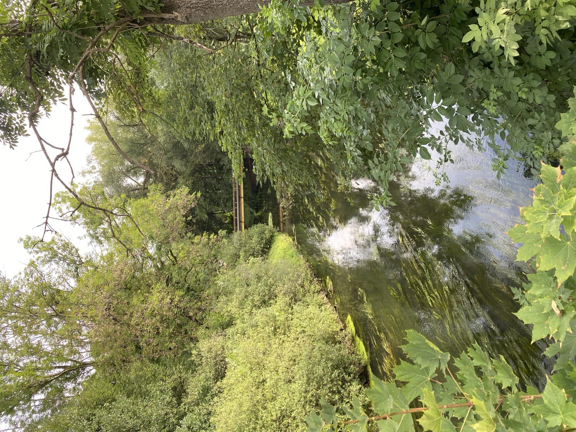 The image depicts a tranquil canal or small river lined with lush green vegetation. The water is clear, with visible aquatic plants swaying beneath the surface and reflections of the surrounding trees. A yellow pedestrian bridge spans the waterway in the distance, suggesting a park or natural area within an urban setting. The foreground features large, green maple leaves, indicating a proximity to a tree. The scene is bathed in natural daylight, casting soft shadows. This picturesque view is located in the city of Bílina, Czechia, likely within one of its green spaces.