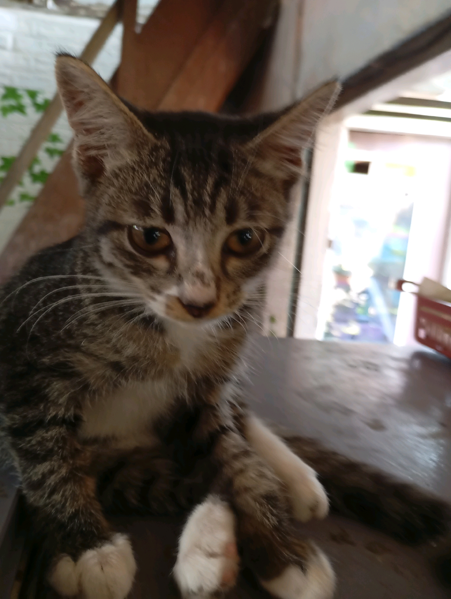 An indoor close-up shot shows a tabby kitten sitting on a dark, reflective surface, likely a table or desk. The kitten is facing the camera, with its head tilted slightly. Its fur is a mix of brown, black, and gray stripes, with a white chest and white paws. The kitten has large, amber eyes and prominent whiskers. The background is blurred, but it appears to be a domestic setting with wooden beams and a doorway leading to a brightly lit area. There is no indication of the specific location within Balikpapan, Indonesia.