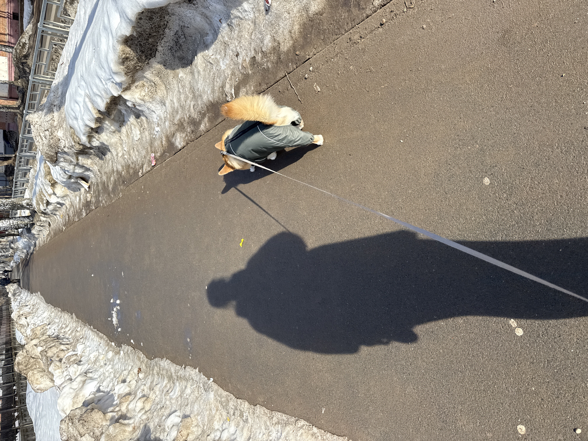 The image depicts a paved pedestrian pathway in Votkinsk, Russia, during daytime, characterized by bright sunlight and visible shadows. Large, dirty snow piles line both edges of the asphalt path, indicating late winter or early spring conditions with ongoing thaw.
In the foreground, the prominent dark shadow of a person, likely the photographer, is cast across the left side of the path, extending forward. A light-colored leash extends from the area of the shadow to a dog walking slightly ahead and to the right of the shadow's centerline. The dog, appearing to be a Corgi-type breed with reddish-brown and white fur, wears a dark grey/green full-body protective suit, with its fluffy tail exposed. The dog is moving forward, its head angled downwards towards the path.
The pathway itself is a dark grey, textured surface with scattered small debris. A bright yellow piece of litter is visible on the path near the person's shadow, and a smaller pink piece lies near the right snow pile. In the middle ground, bare deciduous trees, possibly birches, are visible behind the snow on the right, along with a light-colored metal barrier. On the left, a dark wooden fence or structure is visible behind the snow. Further in the background, more bare trees and buildings (including one with red brick) are discernible. Two additional human figures are visible walking in the far distance on the pathway, moving away from the camera.