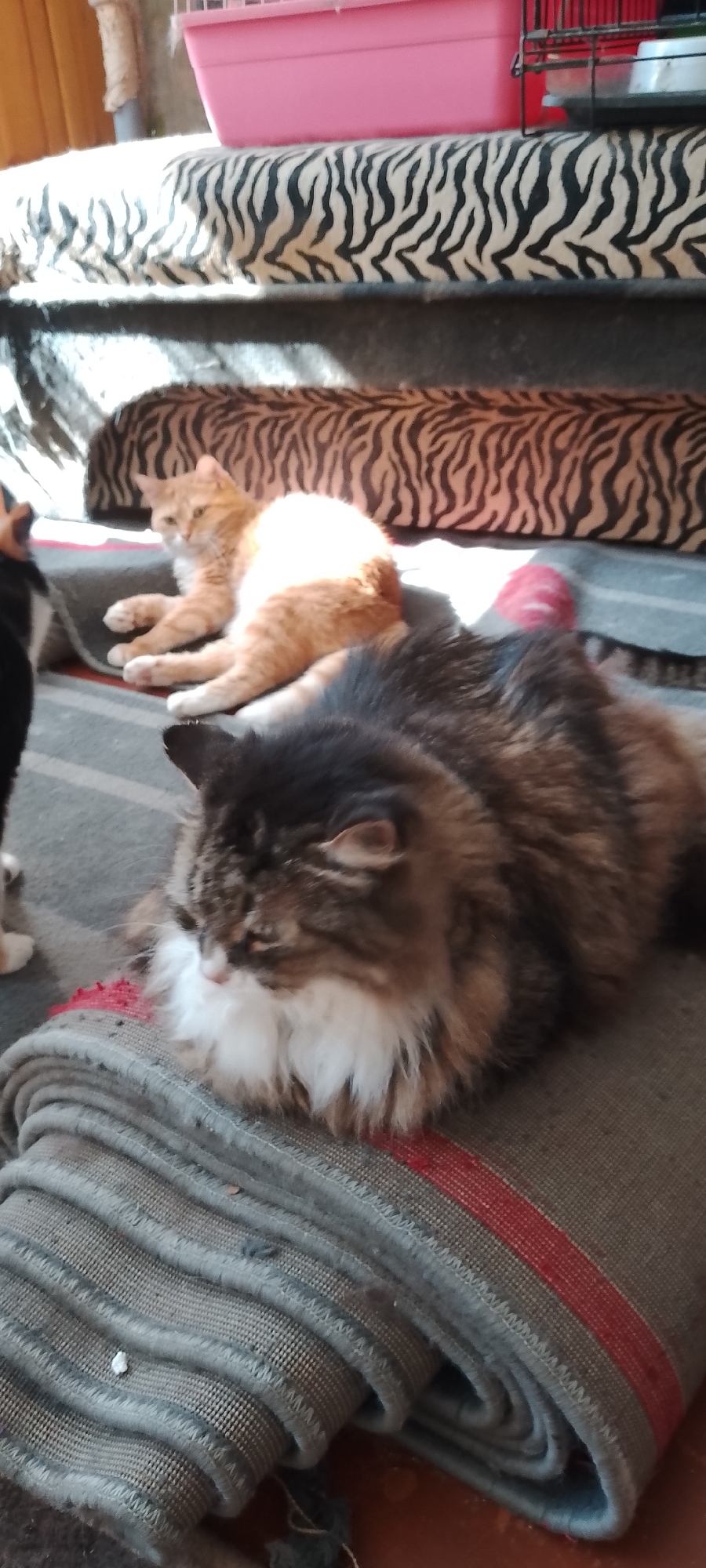 In the city of Belgorod, Russia, a domestic indoor scene features three cats on a rolled-up grey blanket with red stripes. The cat in the foreground is a long-haired tabby with brown, black, and white fur, lying down with its head resting on the blanket. Behind it and slightly to the left is a ginger cat, lying down with its legs outstretched. To the far left, a black and white cat is partially visible, standing. In the background, a pink pet carrier sits atop a cushion with a tiger stripe pattern. Another tiger stripe patterned cushion is visible below the pet carrier. The lighting suggests it is daytime, possibly near a window.
