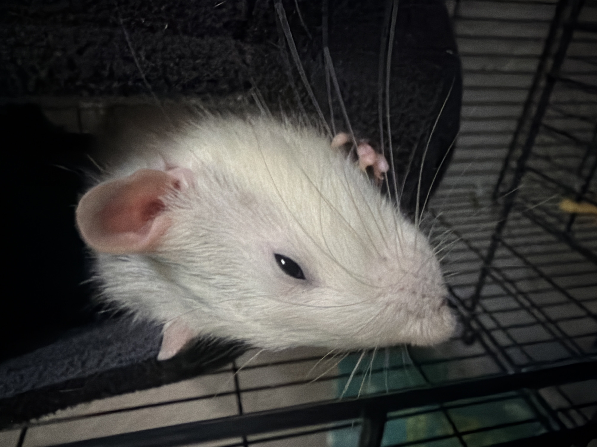 A close-up shot features a white rat with pink ears and a dark eye resting partially within a dark gray, possibly fleece-lined hammock, inside a wire cage. The background consists of the cage structure and some dark, indistinct areas. The location is not discernible from the image.