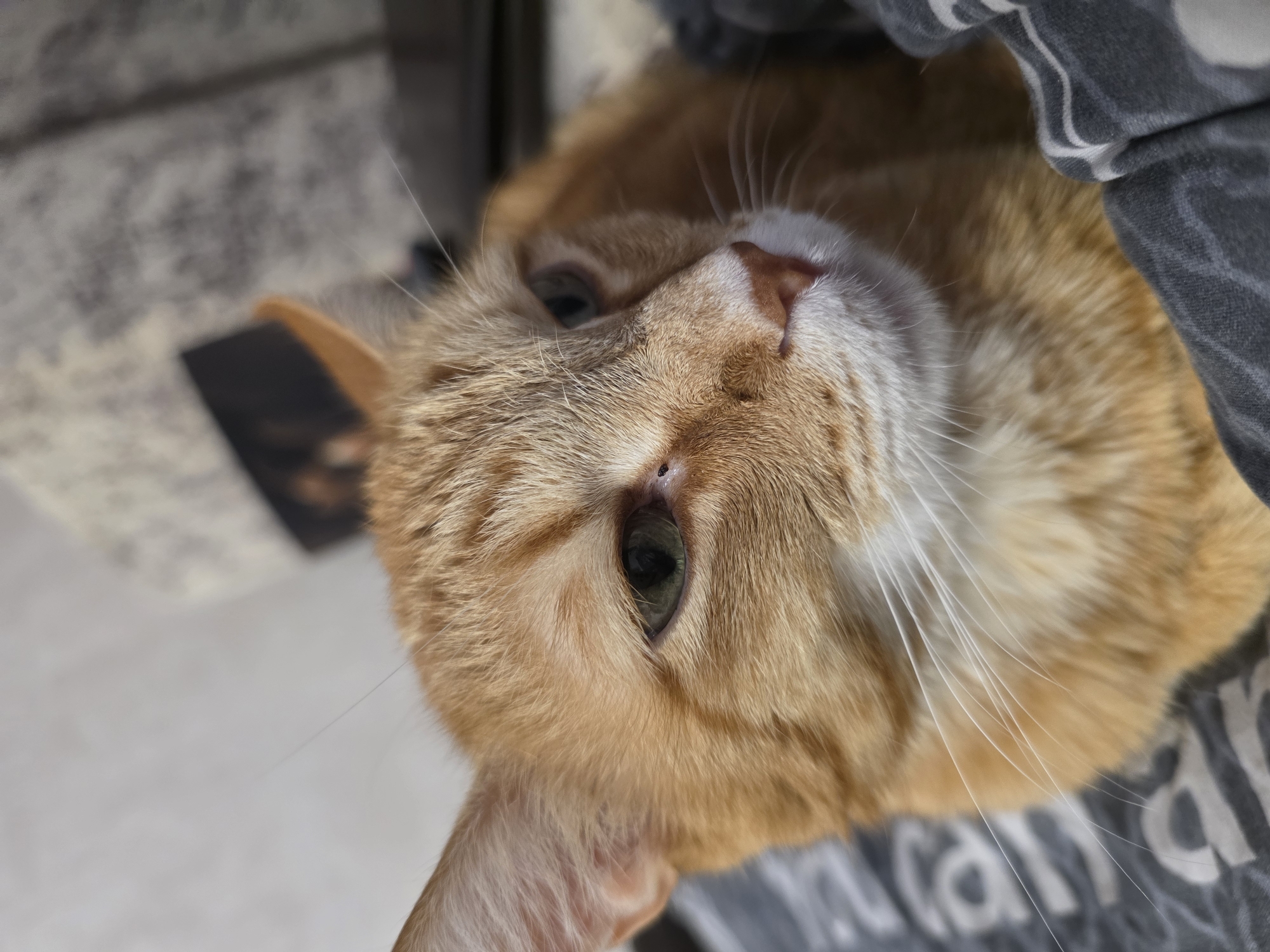 A close-up of an orange tabby cat's face, resting on what appears to be a grey patterned blanket. The cat's face is turned slightly to the left, showing one ear, both eyes, nose, and whiskers. The cat seems relaxed. There is no contextual information to indicate the location is Chaikovsky, Russia.