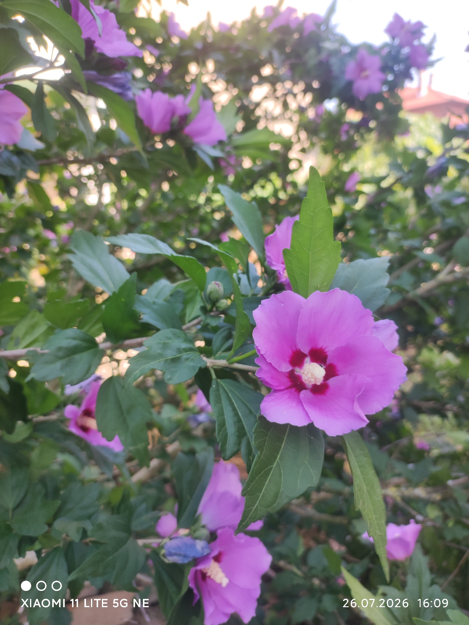 In Elin Pelin, Bulgaria, a close-up shot captures a vibrant pink hibiscus flower in full bloom. The flower, with its delicate petals and deep red center, is the focal point, surrounded by lush green foliage and other less defined pink blossoms in the background. Sunlight filters through the leaves, creating a soft, diffused glow and highlighting the textures of the petals and leaves. A small, unopened bud rests on a branch to the right of the main flower. The lower right corner of the image displays a timestamp: "26.07.2026 16:09". The bottom left corner shows the text "XIAOMI 11 LITE 5G NE". The overall impression is one of natural beauty and tranquility.