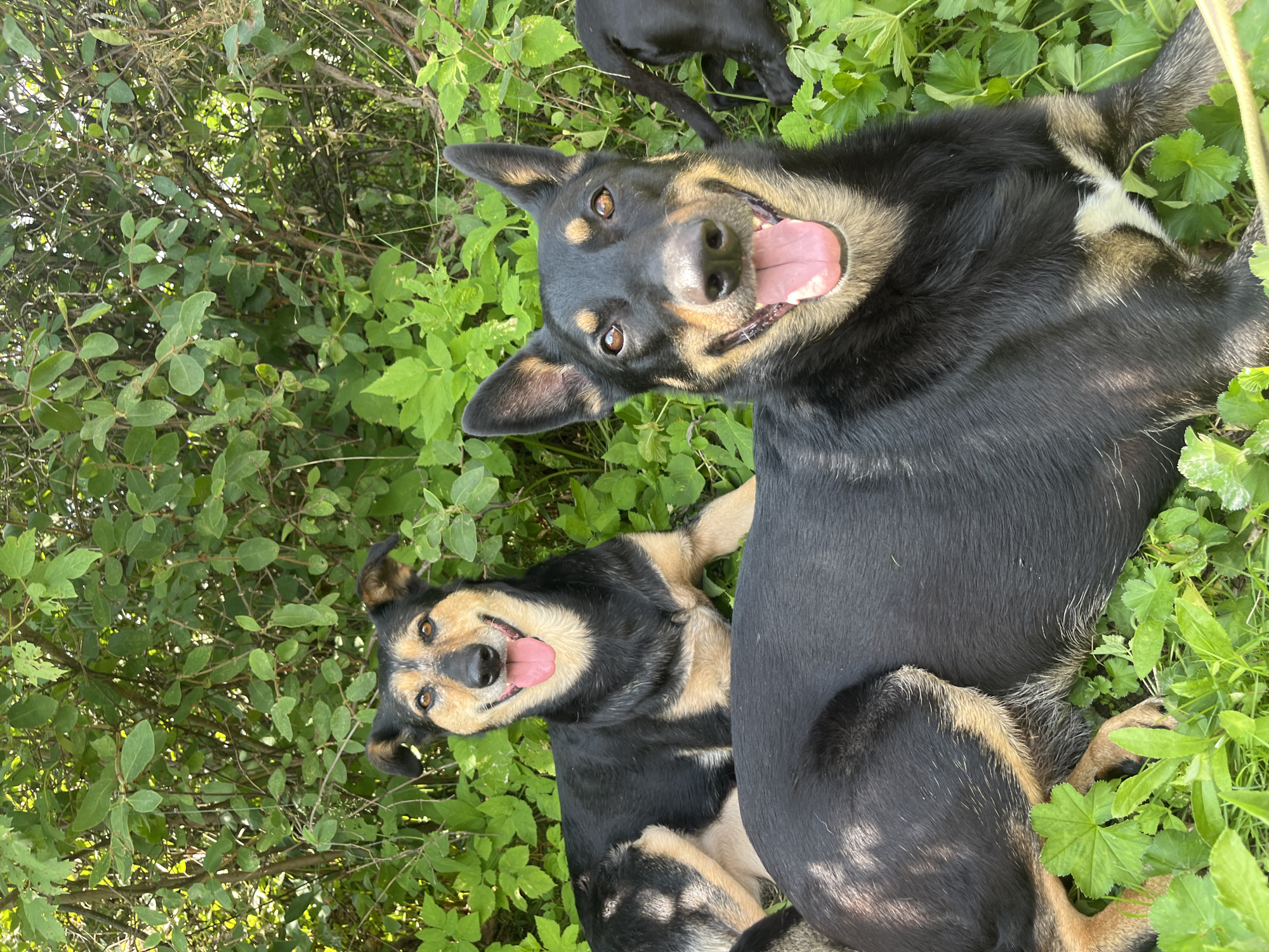 Two medium-sized dogs with black and tan fur are lying in lush green foliage. The dog in the foreground is facing the camera with its mouth open and tongue out, appearing to pant. Its eyes are wide and attentive, and its ears are perked up. The dog in the background, partially obscured, is also looking towards the camera with its tongue slightly visible. The environment is densely packed with green leaves and some branches, suggesting an outdoor, natural setting such as a park or a wooded area. There is no discernible indication of the city of Nizhny Tagil, Russia, in the image.