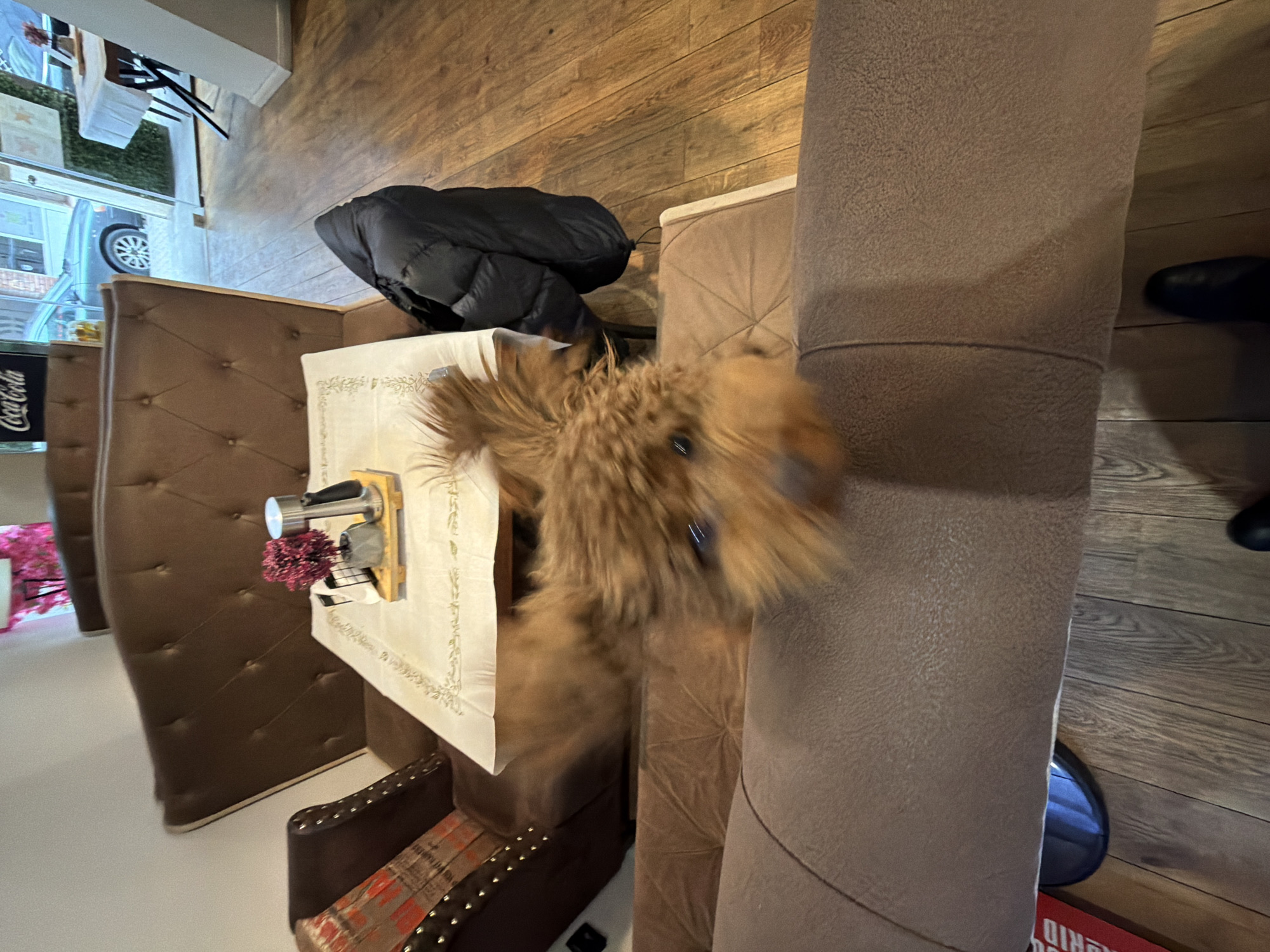 The image presents an indoor scene within a commercial establishment, likely a cafe or restaurant, located in Sofia, Bulgaria. The primary subject is a small, fluffy, light brown dog, appearing in motion blur in the immediate foreground, with its eyes clearly visible and seemingly directed at the camera.
The environment includes brown upholstered booth seating with tufted backrests and armrests adorned with decorative studs. A rectangular table, draped with a white tablecloth featuring light gold embroidered edges, is positioned in front of one such booth. On the table, a small wooden tray holds a grey planter containing reddish-purple artificial flowers, a silver-colored condiment dispenser, and a black holder with white napkins. A black puffer jacket is casually draped over the back of a booth seat to the right of this table.
The floor is composed of light brown wooden planks. Through a window or glass door in the background, a dark green sedan is visible parked on a street, with an architectural facade beyond it. A "Coca-Cola" sign is partially visible above the window. At the bottom edge of the frame, two black shoes are visible on the wooden floor, indicating the position of the individual taking the photograph. A red floor mat with partially visible white text, "MADRID," is situated beneath the seating in the foreground. No other individuals are fully visible.