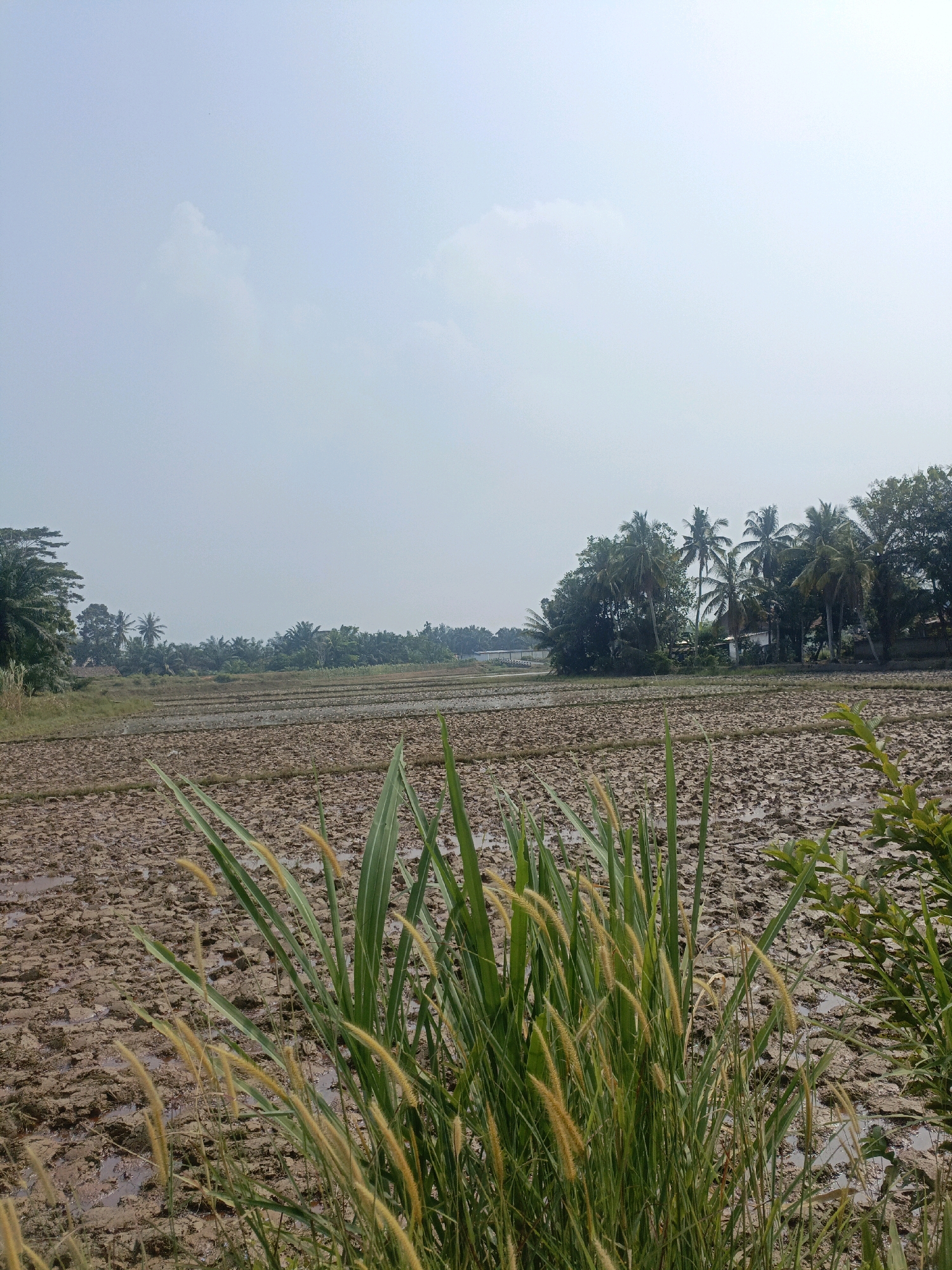 The image depicts a rural landscape in Megang Sakti V, Indonesia. The foreground is dominated by tall green grass with feathery seed heads, some of which are golden-yellow. Behind the grass, a muddy field stretches into the distance, showing evidence of recent plowing with irregular patches of water. In the mid-ground and background, a dense line of tropical trees, including prominent palm trees, forms a natural barrier. Several houses with roofs are visible nestled amongst the trees. The sky above is a pale, hazy blue with a few wispy clouds, suggesting it may be a humid or overcast day. The overall scene conveys a sense of agricultural land and rural living.