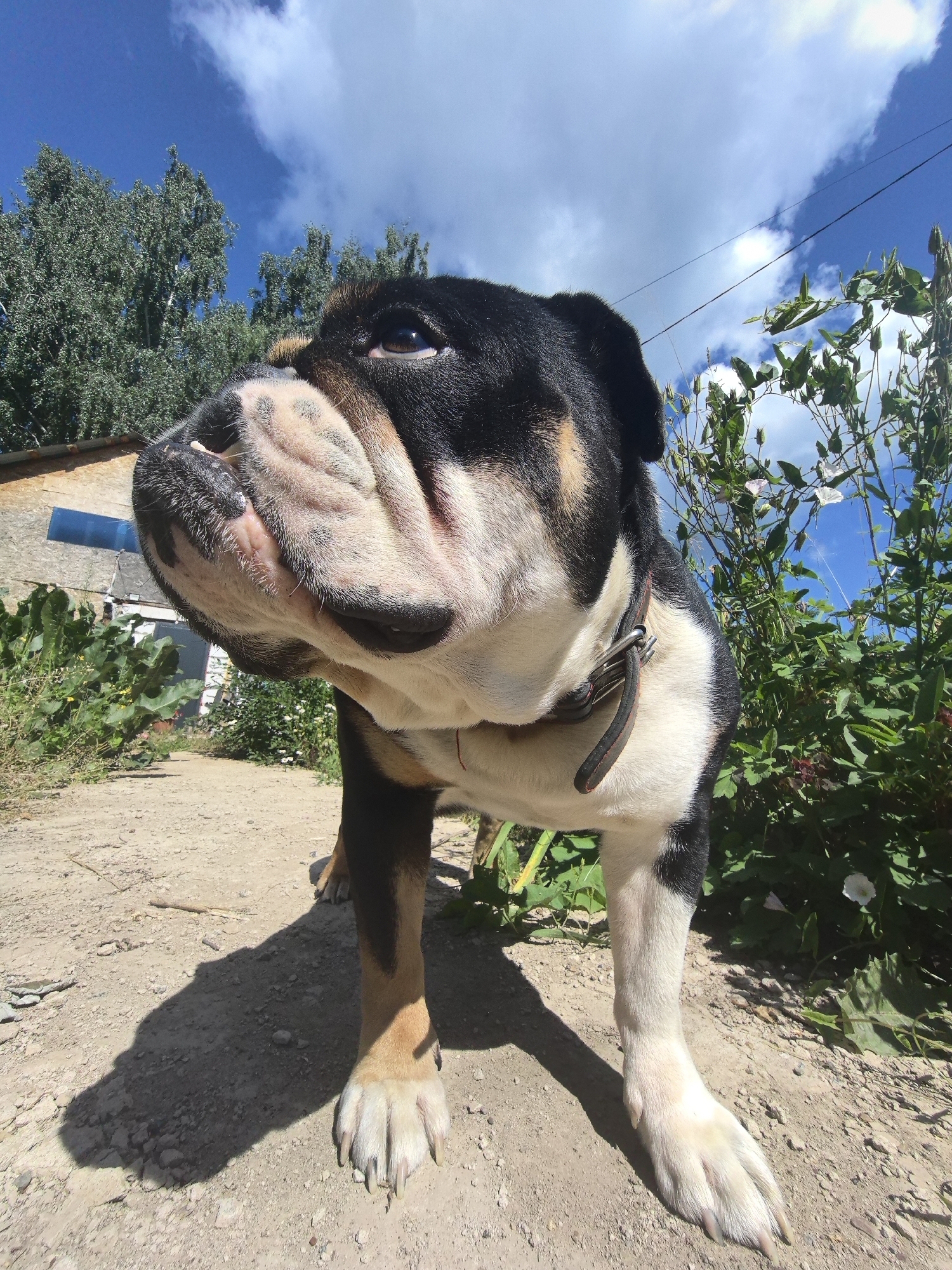 A tri-color bulldog stands on a dirt path in a rural setting, possibly in Noviy, Russia. The dog is viewed from a low angle, with its head turned to the left, showcasing its wrinkled face and alert brown eye. Its fur is a mix of black, white, and tan. The dog is wearing a dark collar.
Behind the dog, a rustic building with a blue-tinted window is visible, along with lush green foliage and some white flowers. The sky is a vibrant blue with scattered white clouds, suggesting a bright, sunny day, likely in the afternoon given the strong shadows cast by the dog and vegetation. The ground is covered in dirt and small stones. The overall atmosphere is peaceful and summery. No visible text is present in the image.