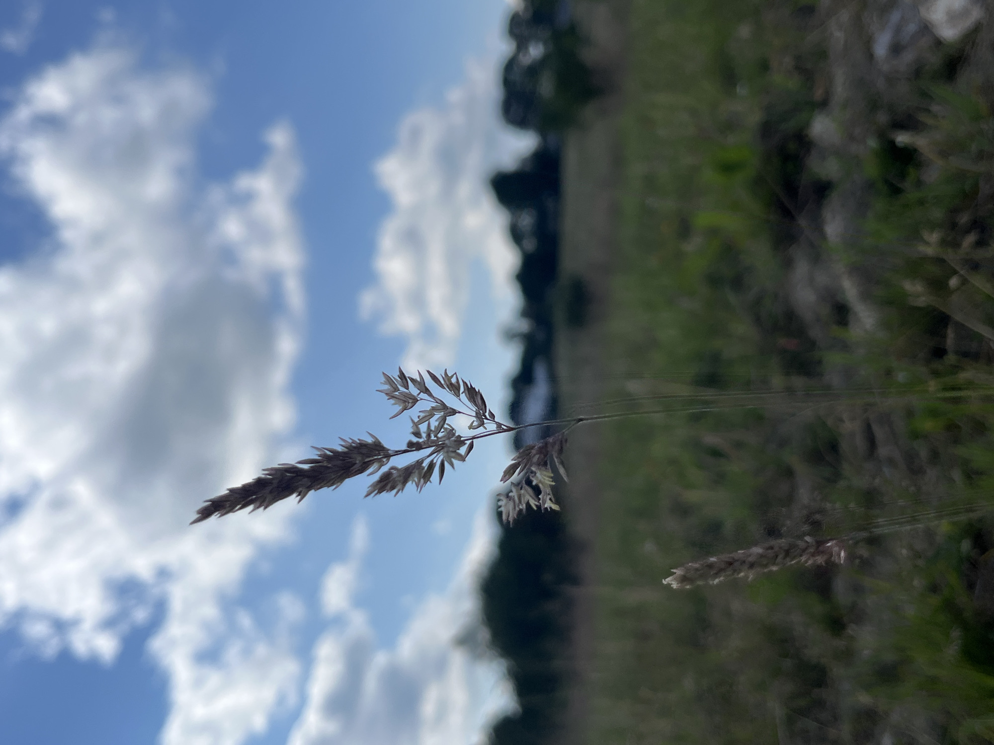 The image features a close-up of a dried grass stalk in the foreground, silhouetted against a bright blue sky with scattered white clouds. The grass stalk is positioned horizontally across the frame, with its delicate seed heads in focus. The background is a blur of green foliage, suggesting a natural, outdoor setting such as a meadow or field. The image appears to be taken during the daytime, under clear, possibly sunny weather conditions. The orientation of the image is rotated, making it appear sideways. There are no people or text visible in the image. The overall mood is serene and natural, focusing on the textures and forms of the plant life against the expansive sky. The location context of Saint Vith, Belgium, places this scene in a rural or semi-rural European landscape.