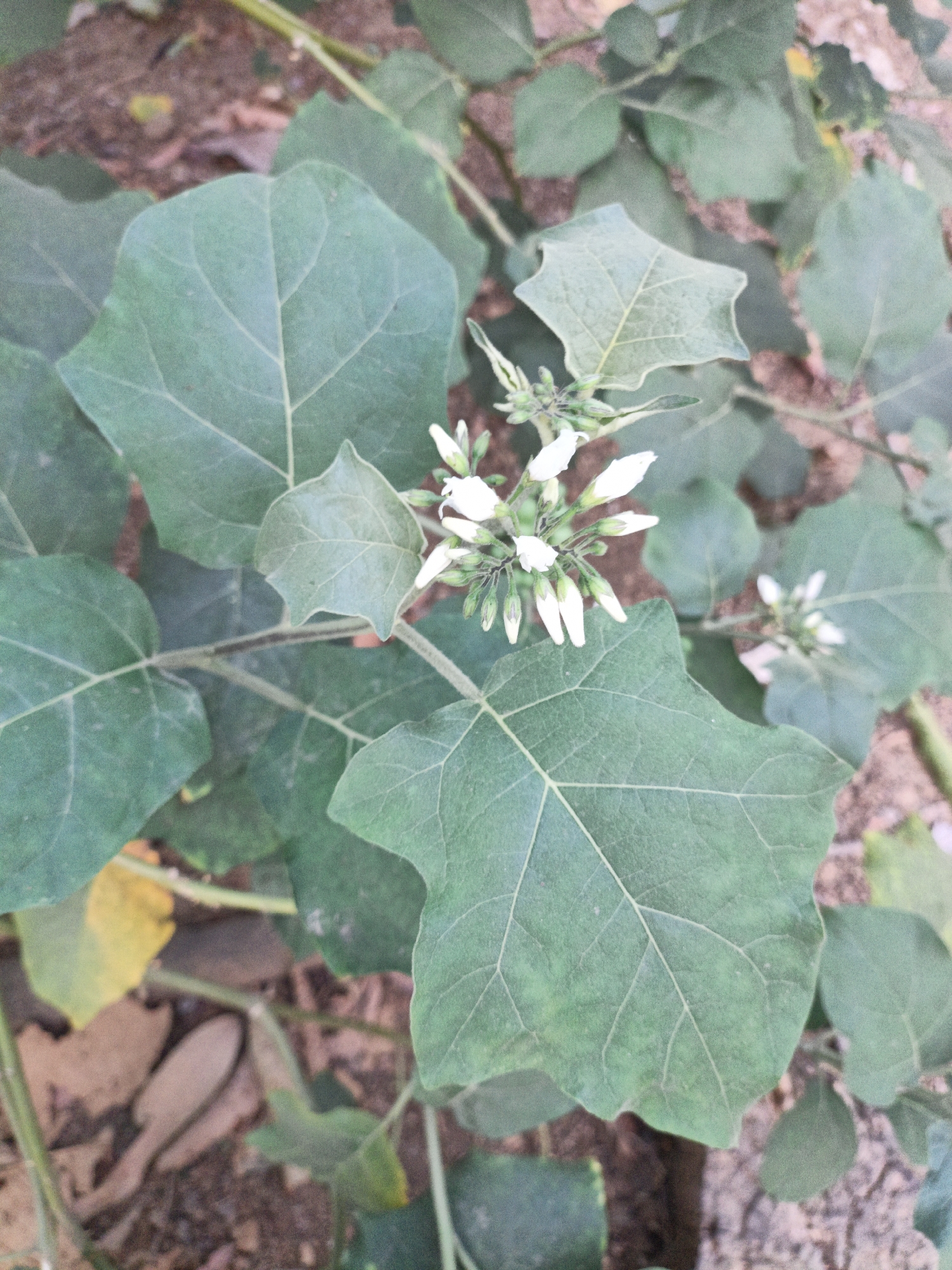 The image shows a close-up, top-down view of an eggplant plant with green leaves and small white flowers. The plant is growing outdoors in the city of Pare, Indonesia. The background consists of brown soil and some dried leaves.