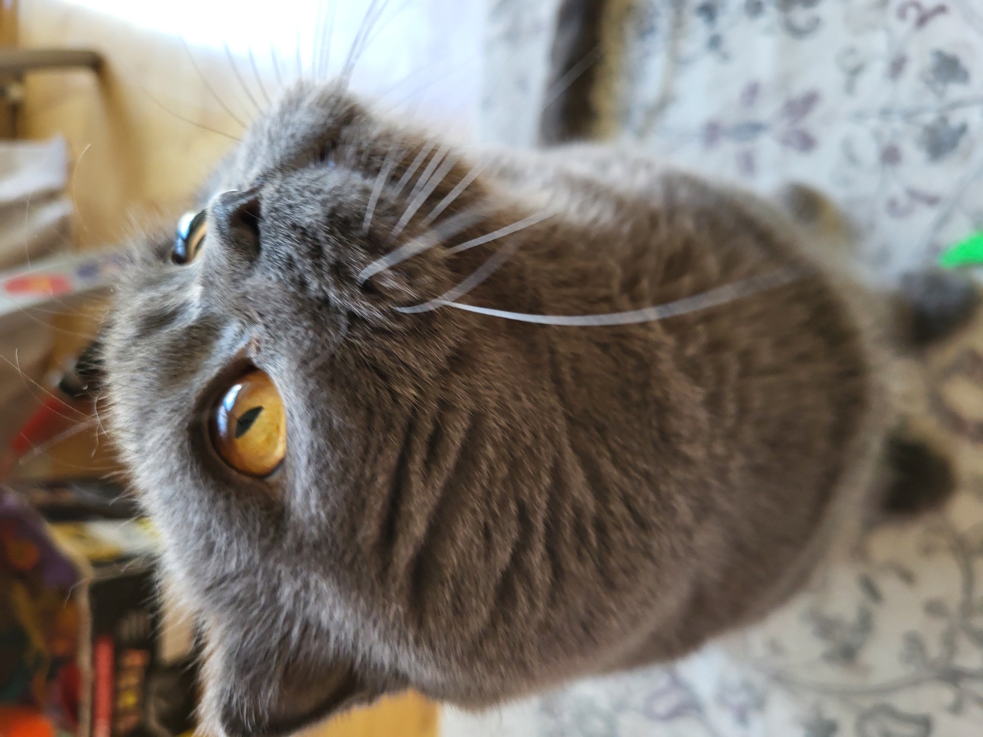 A grey-furred domestic cat is depicted in a close-up, upward-angled shot within an indoor setting in the city of Unknown, Unknown. The feline, with dense, uniform grey fur, has prominent amber-gold eyes with narrow vertical pupils, reflecting a bright light source. Its broad head is tilted upwards and slightly to the right, indicating it is looking in that direction. Numerous long, white whiskers fan out from its muzzle, and a dark grey nose is visible. The cat is positioned on a patterned fabric surface featuring a light background with darker grey, purple, and green abstract motifs. A small, bright green object is partially visible at the bottom edge. The background is heavily blurred, showing indistinct shapes and colors; the upper left contains dark, multi-colored objects, while the upper right is dominated by a bright, overexposed area suggesting a strong light source or window.