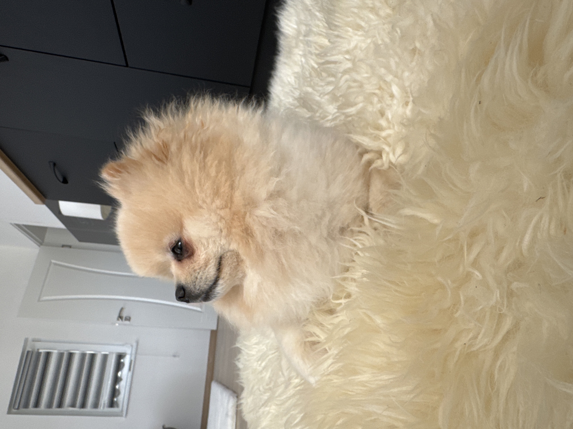 A light-colored Pomeranian dog is lying down on a thick, cream-colored fluffy rug. The dog is facing to the left of the frame, with its head slightly tilted up. Its fur is fluffy and appears to be a light apricot or cream color. The background shows a white wall with a horizontal slatted window on the left and a white door on the right. Further to the right, there is a dark gray cabinet with black handles. The flooring appears to be light wood. The overall impression is of an indoor setting, likely a room in a residence. The image does not provide any information or clues that can be used to determine its location in the city of Sokolets, Bulgaria.