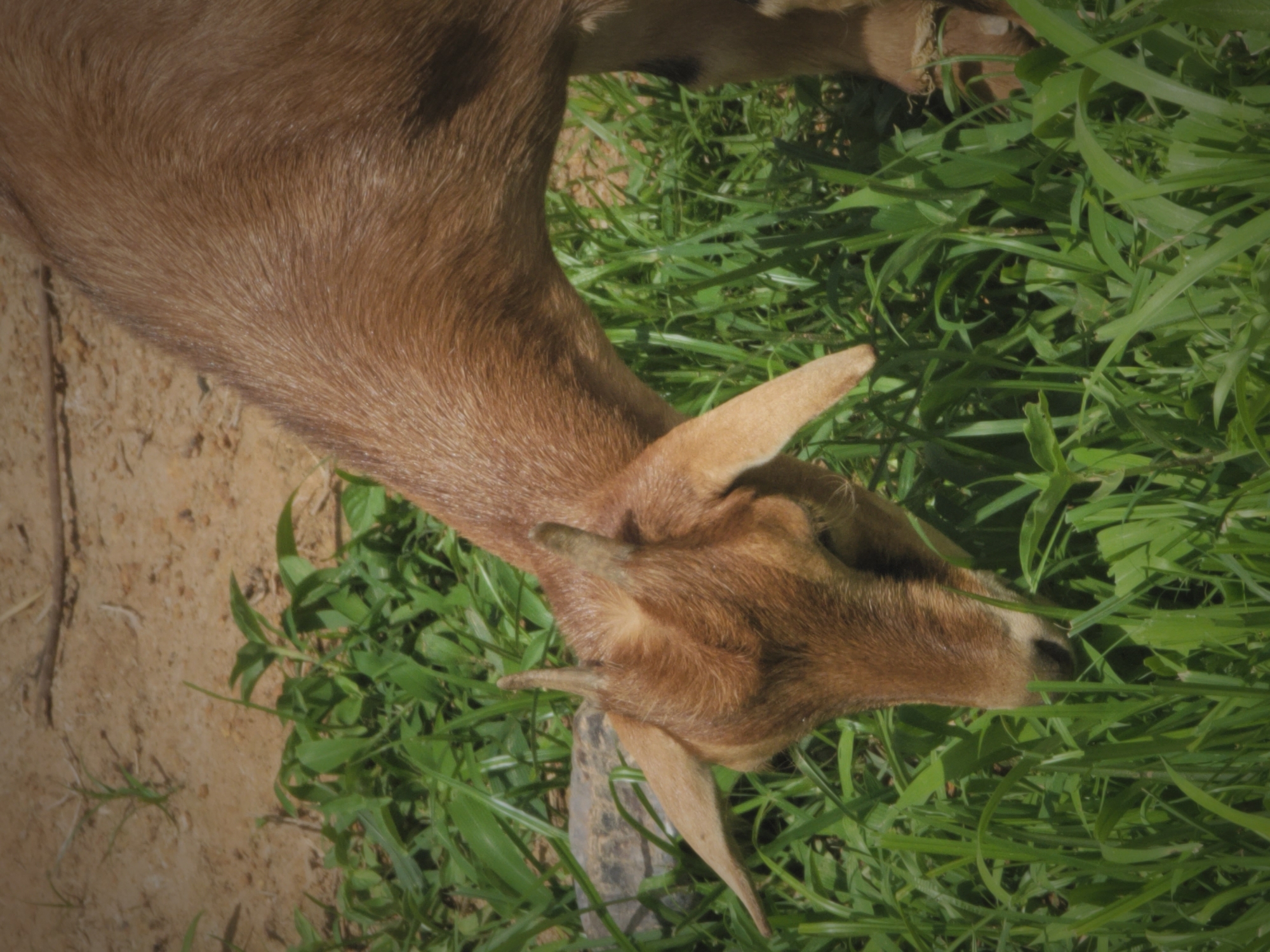 The image shows a medium shot of a brown goat grazing in lush green grass. The goat is positioned in the center of the frame, with its head down and its body angled slightly towards the right. The goat's fur is a warm brown color, and its ears are prominent and pointed. The grass is vibrant green, indicating a healthy and growing environment. The background consists of dry, sandy soil on the left side, suggesting a mixed terrain typical of rural areas in Nigeria. The lighting suggests it is daytime, possibly late morning or early afternoon, given the bright illumination and lack of strong shadows. The overall scene conveys a sense of peace and natural activity, with the goat engrossed in its meal. There is no visible text in the image. The location context places this scene in Barakin Akawo, Nigeria.