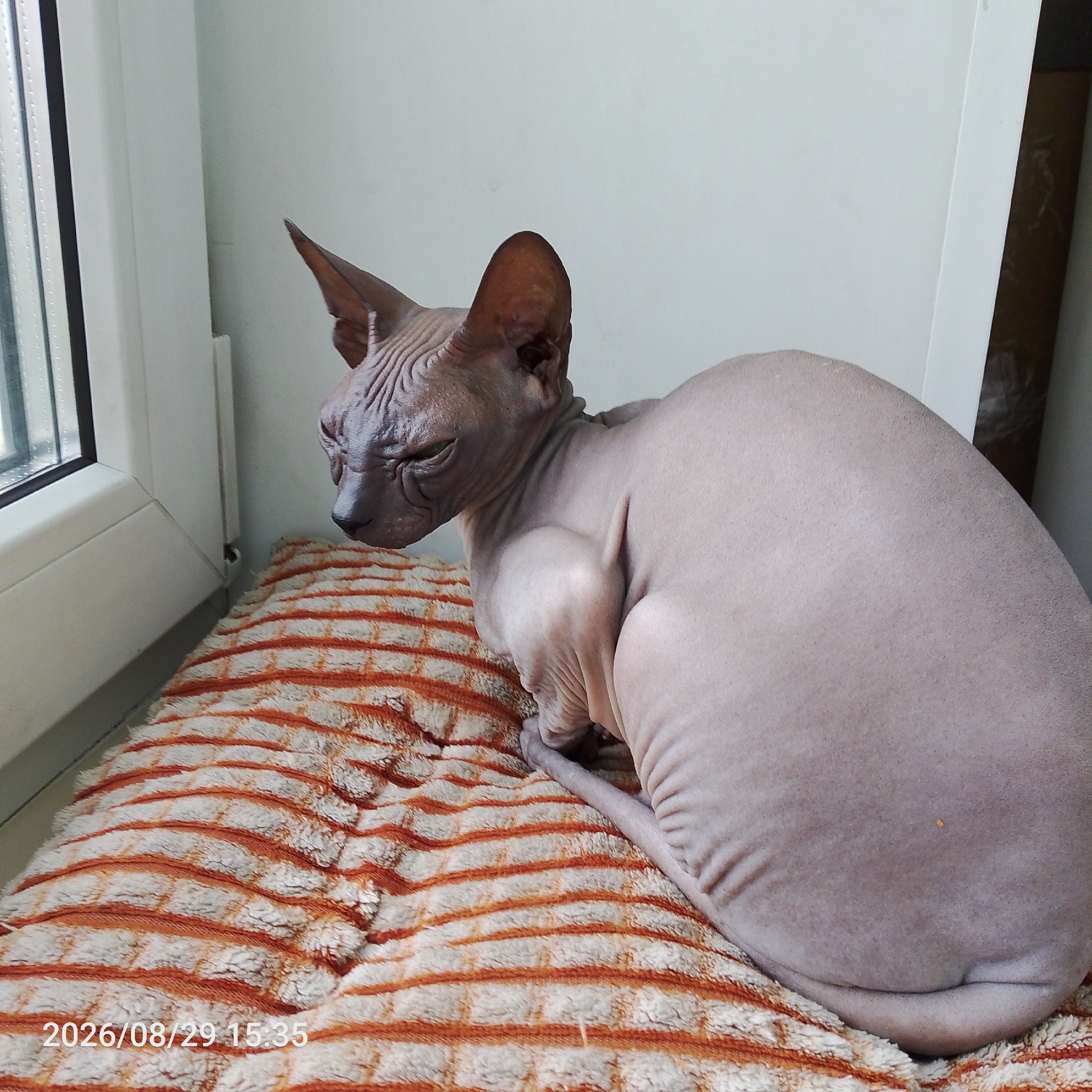 A hairless Sphynx cat with wrinkled skin and large ears sits on a striped cushion. The cat is facing left, looking out of a window. The cushion has orange and white stripes and appears to be made of soft material. The background is a plain, light-colored wall. A timestamp in the lower left corner reads "2026/08/29 15:35". The image does not depict a specific location within a city.