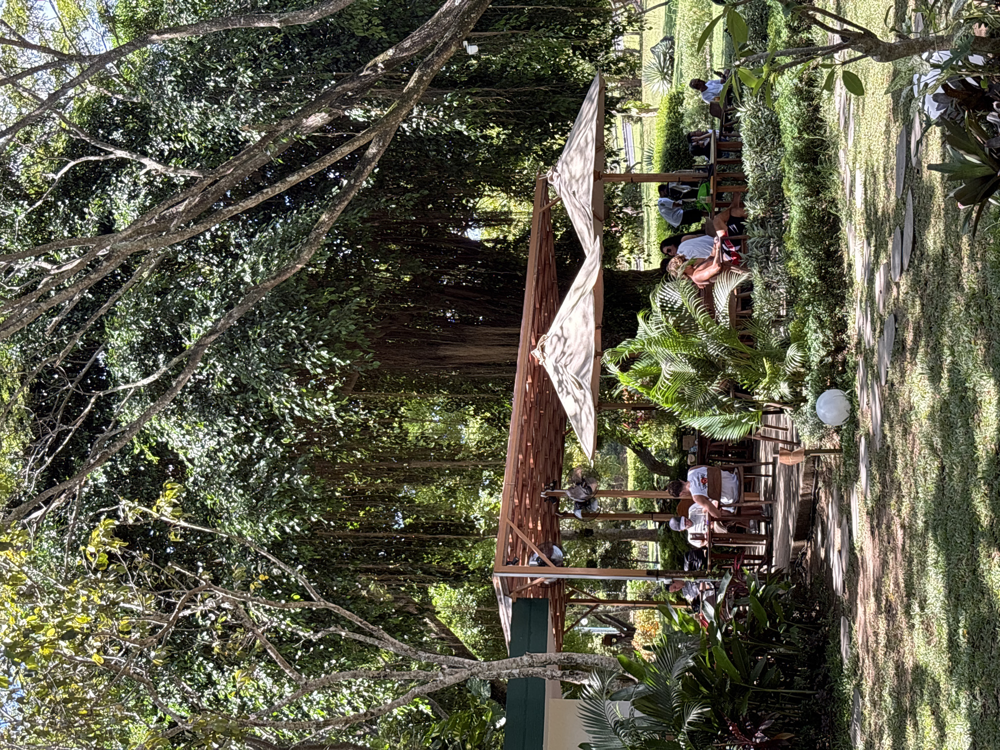 This image captures a vibrant outdoor garden cafe or restaurant nestled within a lush, tropical setting. The scene is dominated by dense, green foliage, with large trees featuring prominent branches and hanging aerial roots (likely a banyan tree) forming a natural canopy overhead. Sunlight filters through the leaves, creating dappled shadows across the ground.
In the mid-ground, a stylish, open-sided wooden structure with a slatted roof provides shade. White fabric panels are draped artfully across parts of the roof, further diffusing the sunlight. Beneath this pavilion, several people are seated at wooden tables and chairs, appearing to be dining, socializing, or relaxing. Two large industrial-style fans are visible within the structure, suggesting the need for cooling in a warm climate.
To the right of the wooden structure, a neatly manicured lawn features a pathway made of stepping stones or pavers. More tropical plants and hedges line the edges of the grassy areas. A spherical white garden light fixture rests on the grass near the path. The overall atmosphere appears tranquil and inviting, characteristic of a resort or garden cafe in a tropical location. The bright, clear daylight indicates a sunny day. No discernible text is clearly visible on any objects or clothing.