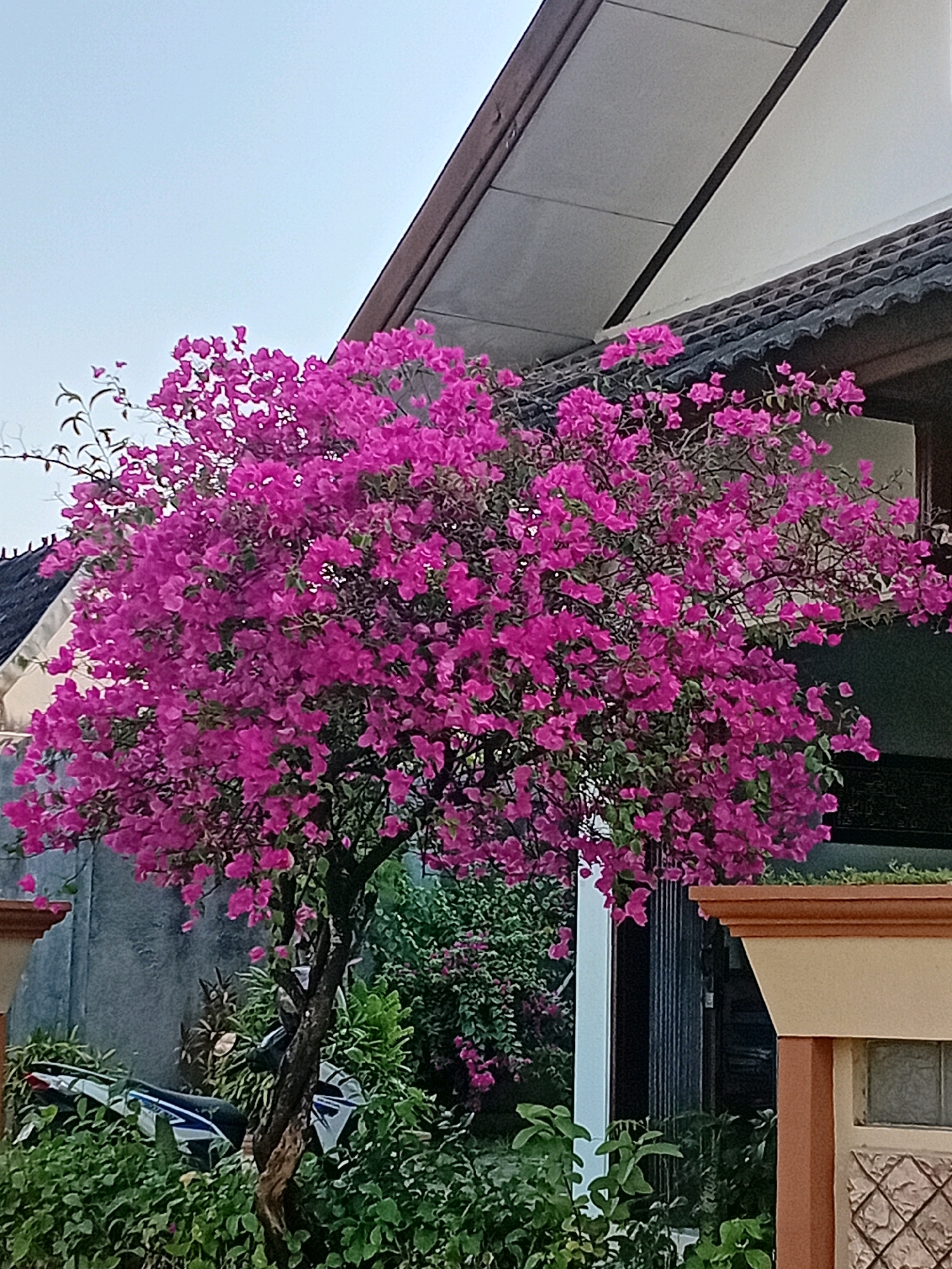 In the city of Loram Kulon, Indonesia, a vibrant pink bougainvillea tree in full bloom is the central focus of the image. The tree's branches are laden with a dense canopy of bright pink bracts, creating a striking contrast against the overcast sky. The tree is positioned in front of a building with a dark tiled roof and a white section of the facade. To the left of the bougainvillea, a portion of a concrete wall is visible, and a motorcycle is partially obscured by the lush green foliage at the base of the tree. On the right side of the image, a decorative pillar with a textured stone pattern and a beige and brown color scheme partially frames the scene. The overall environment suggests an outdoor residential setting.