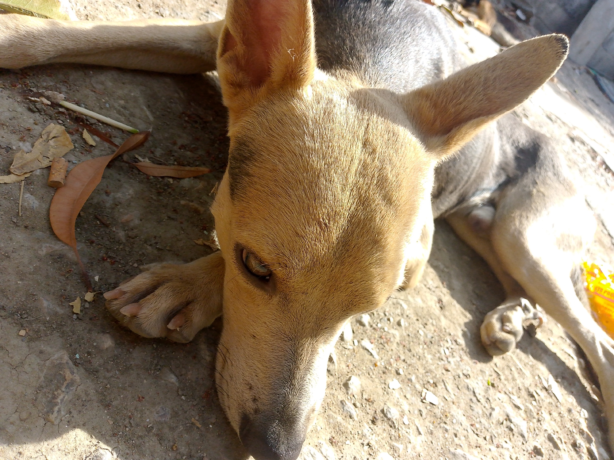 A tan and gray dog is lying on a cracked concrete surface. The dog's head is resting on its front paws. Several dry leaves are visible near the dog's front legs. The photo was probably taken during daylight hours. The dog's location in the city of Juan Griego, Venezuela, cannot be determined.