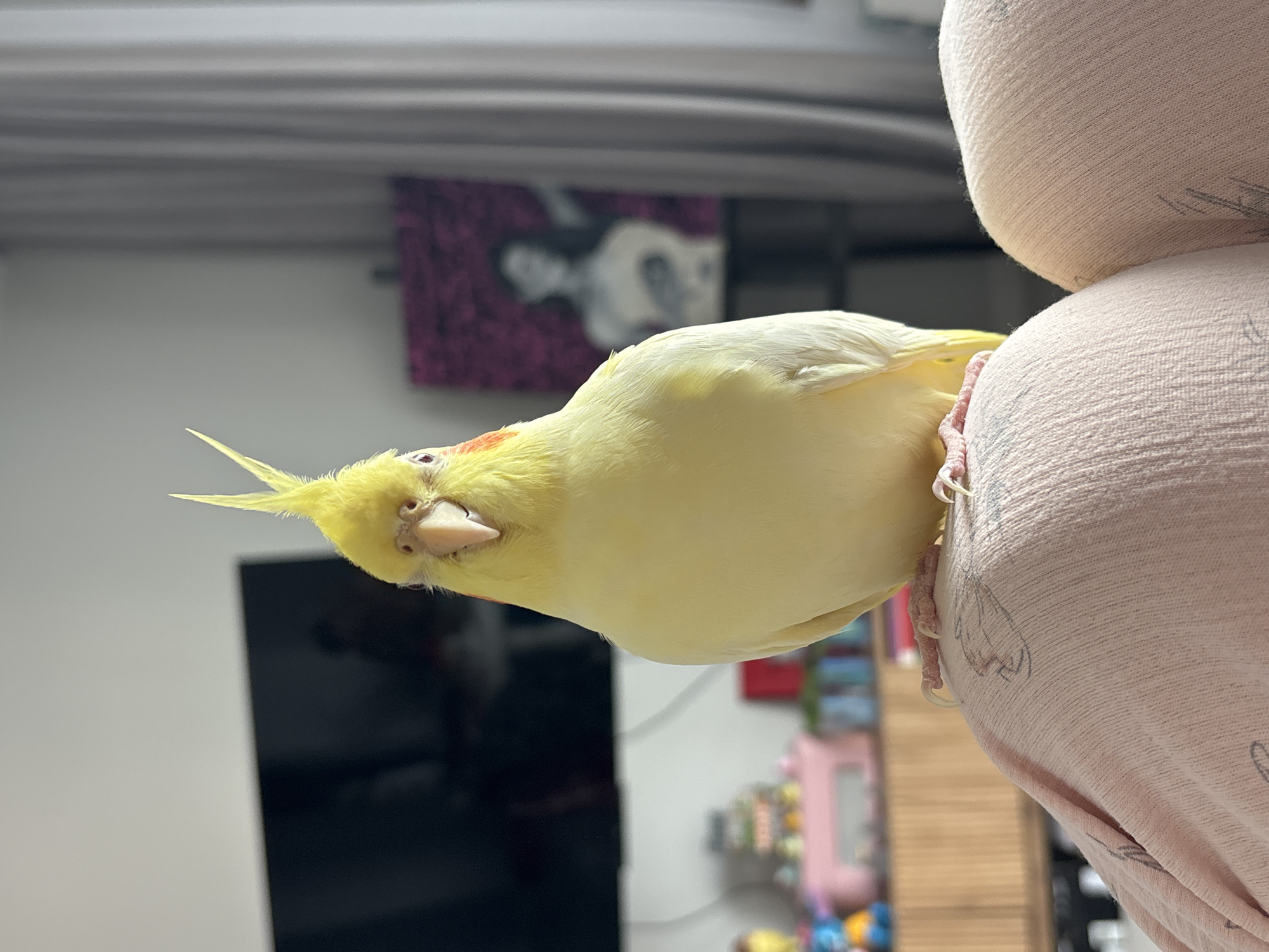 A light yellow cockatiel with pink feet and sharp claws is perched on a person's shoulder, which is covered by a pink, textured fabric. The bird is facing forward and looking directly at the camera. Its crest is raised, and its beak is slightly open. In the background, a large black television screen is visible, with a blurry image of a woman on a purple canvas to the right. The environment appears to be indoors, likely a living room, with natural light streaming in from the right. There are no visible signs of the city of Krasnoyarsk, Russia.
