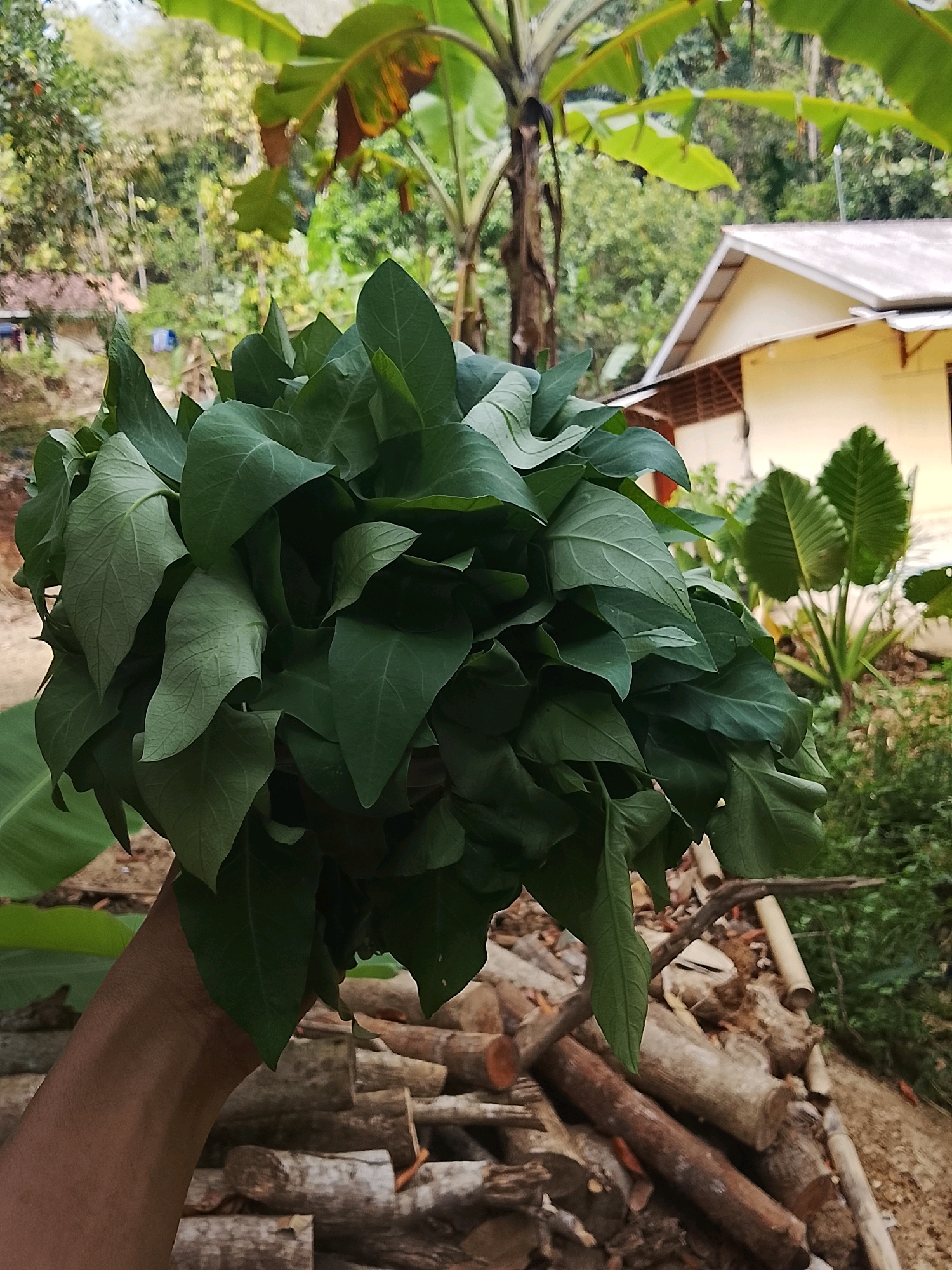 In Kertahayu, Indonesia, a person's arm, holding a large bunch of leafy green vegetables, is the foreground subject. The vegetables are dark green and appear fresh, with some wilting. Behind the hand and vegetables, a pile of cut logs is visible. In the middle ground, a simple house with a light yellow wall and a white roof is situated amidst lush green vegetation, including large banana leaves and other tropical plants. The background shows a dense forest area with trees and a hilly landscape, indicating a rural or semi-rural setting. The lighting suggests it is daytime, with natural sunlight illuminating the scene.