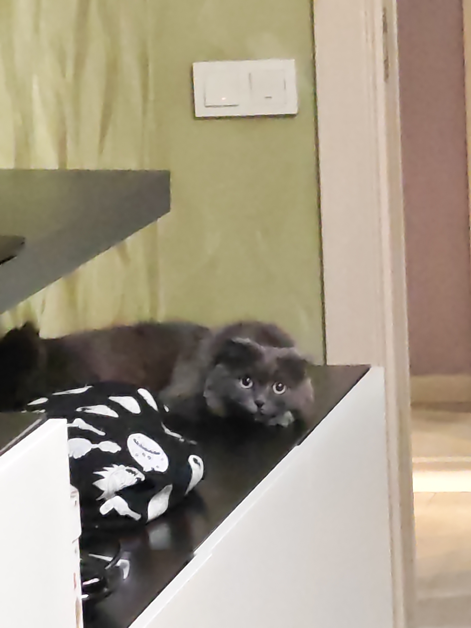 The image depicts a fluffy gray cat with wide, round eyes peeking out from behind a black and white patterned object, possibly a pillow or bag. The cat is lying on a dark surface, which appears to be a shelf or step. In the background, a light green wall with a textured pattern is visible, and a white light switch is mounted on it. To the right, a doorway or partition with a white frame leads to a hallway with a pale purple wall. The overall lighting is dim, suggesting an indoor setting. The specific location in Bataysk, Russia, cannot be determined from the visual information provided.