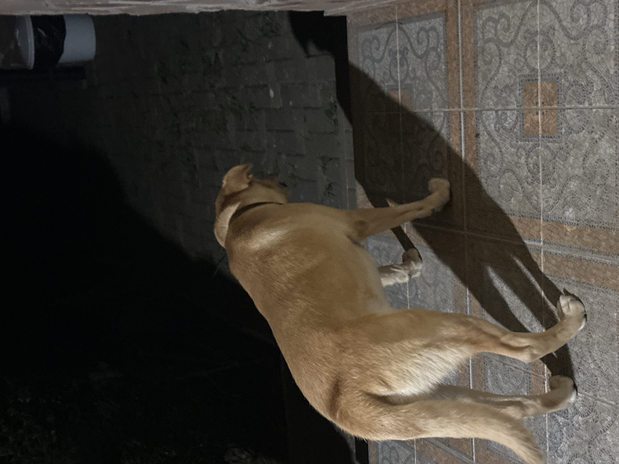 A medium-sized, light brown dog stands on a tiled patio at night, facing away from the camera towards a dark, unlit area. The dog is wearing a dark collar. The patio tiles are a mix of earthy tones and grey with decorative patterns. A strong shadow is cast by the dog onto the patio. In the background, to the right, a white trash can with a black lid is partially visible. The overall environment appears to be an outdoor space in a residential or commercial area, possibly a backyard or entryway. There are no people or other animals visible in the frame. The lighting suggests artificial illumination is present, casting distinct shadows. The location is identified as Sochi, Russia.