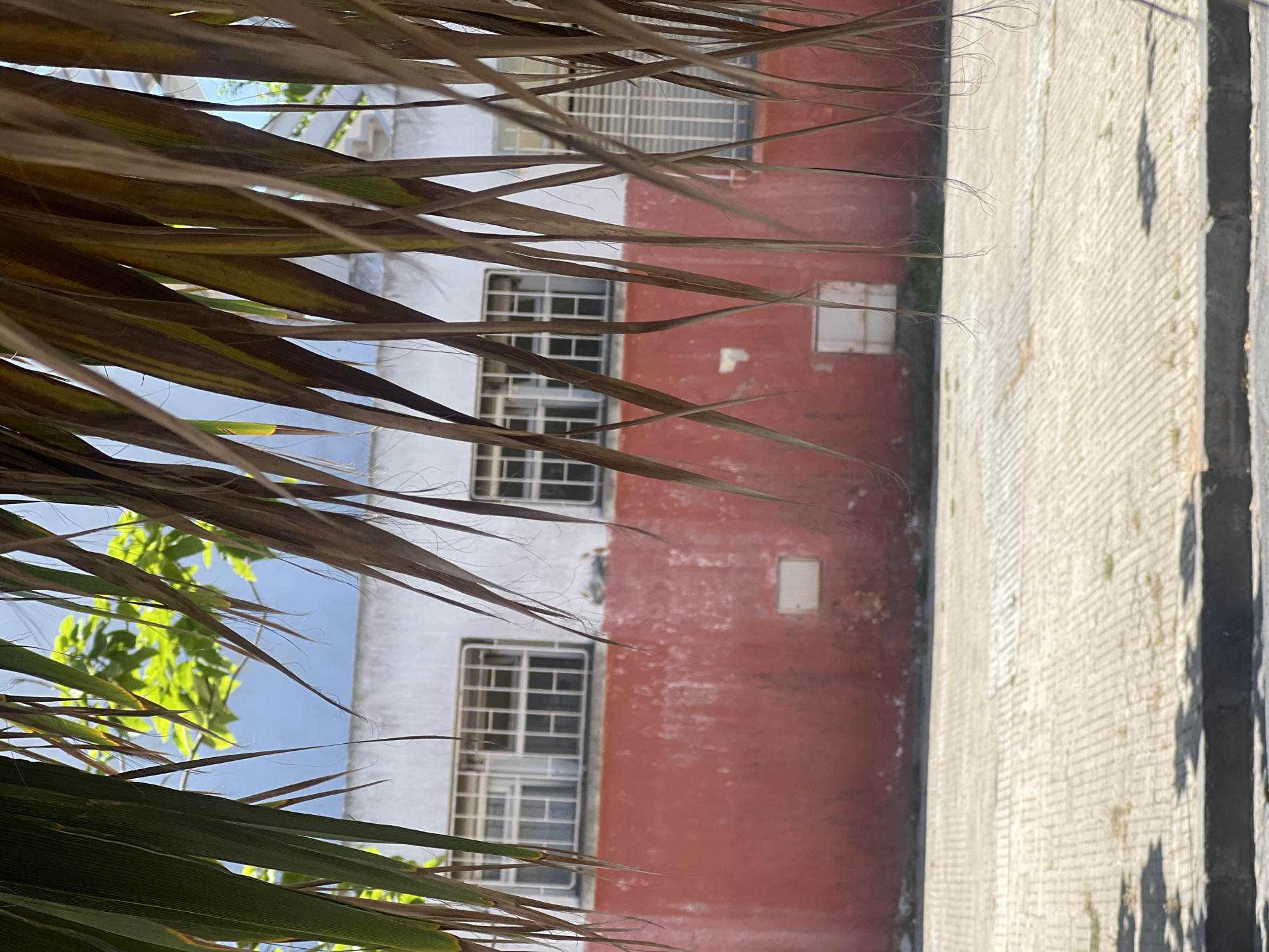 The image depicts an outdoor urban scene in Casablanca, Morocco, viewed from behind hanging palm fronds. The foreground is dominated by vertical palm fronds, some green and some dried or discolored, partially obscuring the view.
In the midground, a light-colored, patterned paved surface, likely concrete pavers, extends across the lower portion of the frame. This surface shows sparse weeds and distinct shadows cast by overhead foliage, indicative of direct sunlight. A dark, low curb runs horizontally across the bottom edge of the paved area.
Beyond the paved area, a two-story building facade is visible. The lower section of the building is painted a faded, weathered reddish-brown or terracotta color, showing significant paint degradation and discoloration. Embedded within this red wall are at least two small, light-colored, rectangular panels or hatches. The upper section of the building is white or off-white and features multiple windows. These windows are fitted with white, grid-patterned security grilles or frames. A cluster of such windows is prominent on the left side of the white facade, with another window visible on the far right.
Above the building, a clear, light blue sky is visible. To the upper left, vibrant green foliage from another tree or bush is seen against the sky. No people, animals, or actions are depicted in the scene, which appears deserted under bright daylight.