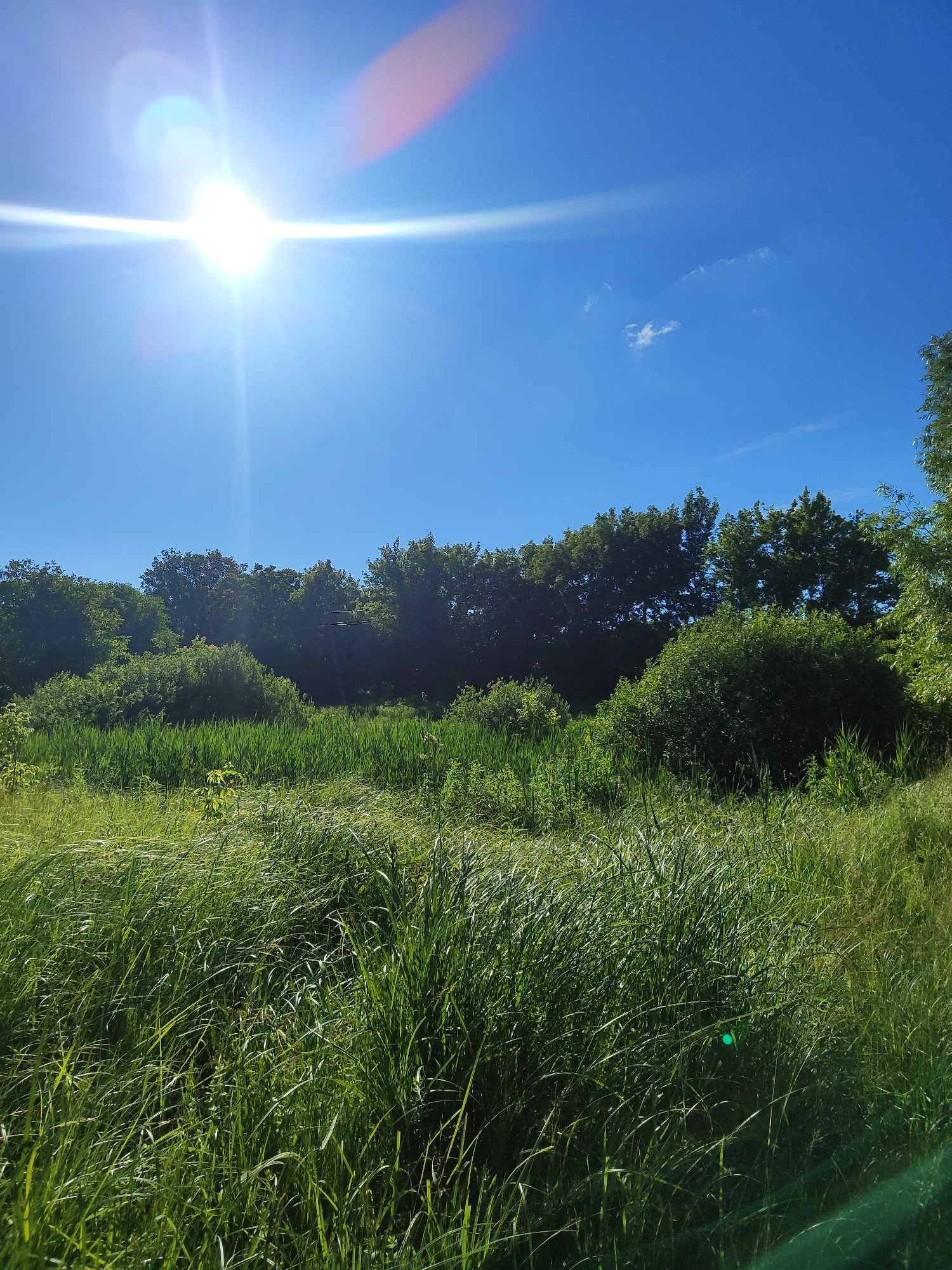 This image depicts a vibrant, sun-drenched natural landscape under a clear blue sky. The sun, prominently positioned in the upper left quadrant, is casting a strong glare, creating lens flares and a bright glow. The sky is a vivid blue with a few wispy white clouds. Below the sky, a dense line of lush green trees forms a natural boundary. In the foreground, a field of tall, verdant grass stretches out, with some areas appearing more sunlit than others. The grass is in various states of growth, with some stalks standing tall and others appearing to sway. The overall impression is one of a peaceful, idyllic outdoor setting.