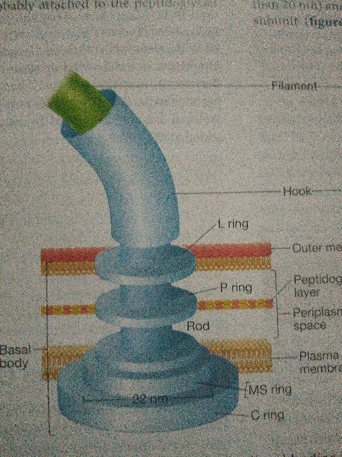 The image illustrates the structure of a bacterial flagellum. Key components labeled include the filament at the top, connected to the hook. The L ring penetrates the outer membrane, while the P ring is situated within the peptidoglycan layer. A rod extends through the periplasmic space, anchoring to the basal body. The basal body consists of the MS and C rings embedded in the plasma membrane. The diameter of the basal body is noted as 22 nm.