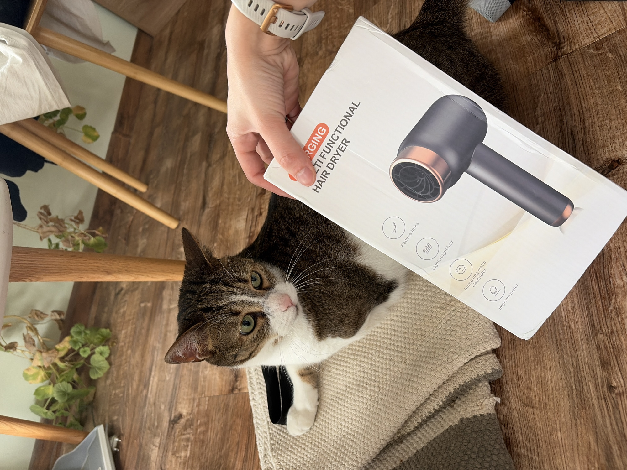 An indoor, eye-level shot captures a tabby and white cat looking upwards with curious green eyes, positioned on a light-colored woven blanket or rug on a wooden floor. A human hand, wearing a white smartwatch with a rose gold buckle, holds a white box that partially covers the cat. The box displays an image of a sleek, dark gray hair dryer with rose gold accents.
Visible text on the box includes "RGING", "LTI FUNCTIONAL", and "HAIR DRYER". Below the hair dryer image, there are circular icons with accompanying text: "Reduce forks" (likely referring to split ends), "Lightweight hair" (possibly the dryer itself or its effect on hair), "Improving static electricity", and "Improve luster". In the background, wooden chair legs are visible, along with a light-colored wall or surface and some potted plants. The lighting suggests an indoor setting, likely during the daytime.