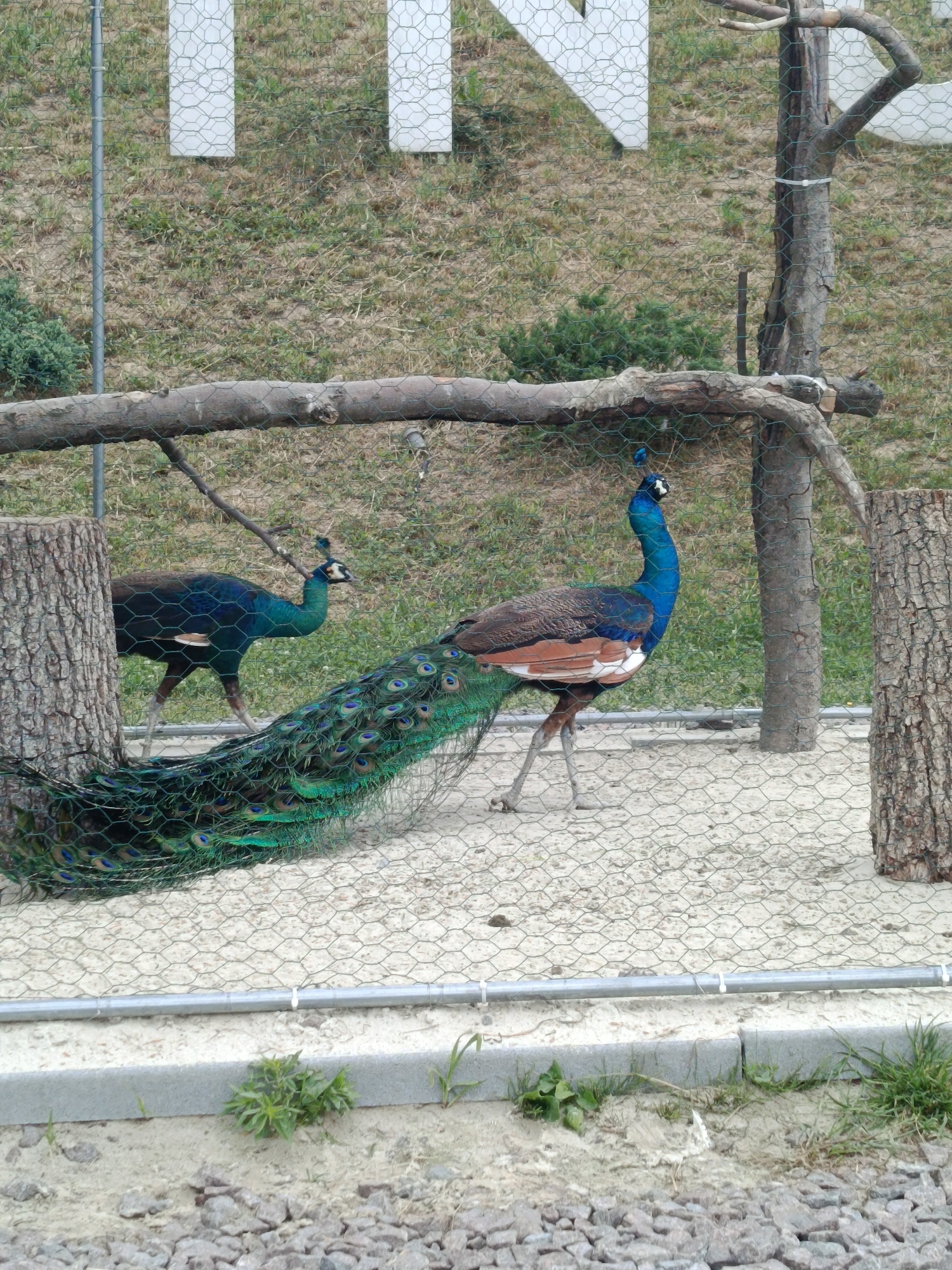 This full-shot image captures two peacocks within an outdoor enclosure, likely at a zoo or wildlife park in Vynnyky, Ukraine, during daylight hours on a clear day.
The foreground features a male peacock positioned centrally, facing right, with its long, iridescent green-blue tail feathers spread out behind it. Its body exhibits a vibrant blue on the neck and head, transitioning to a reddish-brown on its back. A second peacock, possibly a female or a younger male, is visible in the background on the left, partially obscured by a large tree trunk. It has a blue-green body and faces towards the left.
The enclosure is constructed with a green hexagonal wire mesh fence, visible across the entire image. Several sturdy wooden tree trunks serve as vertical supports, and a thick horizontal log extends across the middle ground, likely functioning as a perch or barrier. The ground inside the enclosure consists of light-colored sand or dirt. Below the fence, a concrete curb and a horizontal metal pipe are visible at the base of the structure. Beyond the fence, the background reveals a grassy, slightly uneven terrain with sparse vegetation and small shrubs.
In the upper background, large white block letters are partially visible through the wire fence. The letters "I" and "N" are clearly discernible, suggesting they are part of a larger sign, possibly spelling out a location name like "VINNYKY" given the provided context. The scene depicts the peacocks in a contained, naturalistic environment.