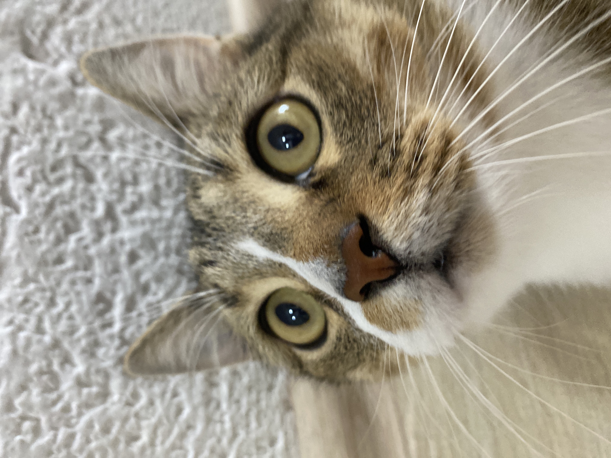 A close-up, eye-level, medium shot captures the face of a calico cat looking upwards. The cat has large, round, yellowish-green eyes with black pupils reflecting light, a pink nose, and prominent white whiskers. The background is a textured, light-colored surface. The scene appears to be indoors. This image was taken in Novokuybyshevsk, Russia.