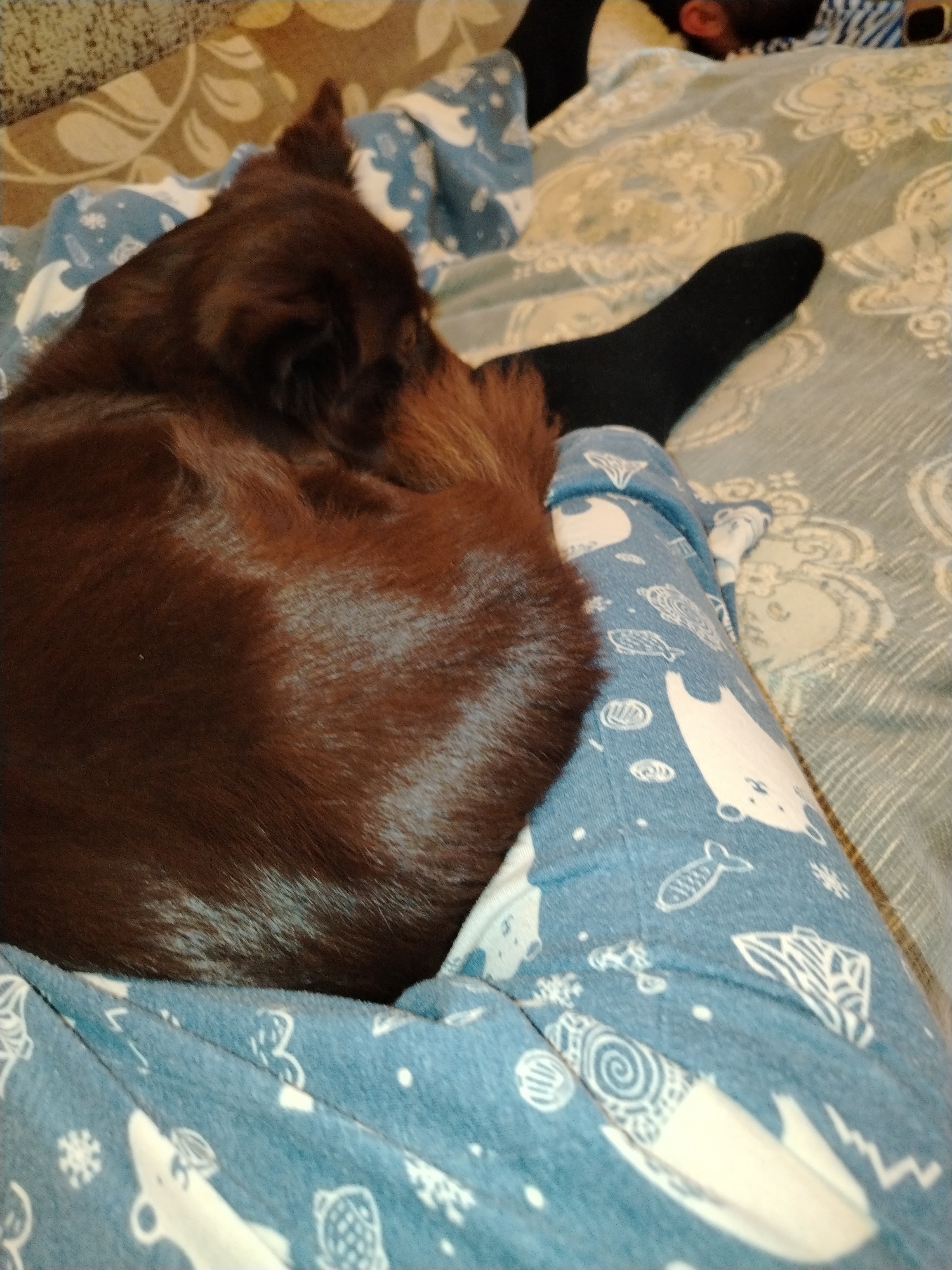 A brown dog is curled up on a person's lap. The person is wearing blue pajamas with white cartoon sea life on them and black socks. The scene appears to be indoors on a bed with a patterned bedsheet.