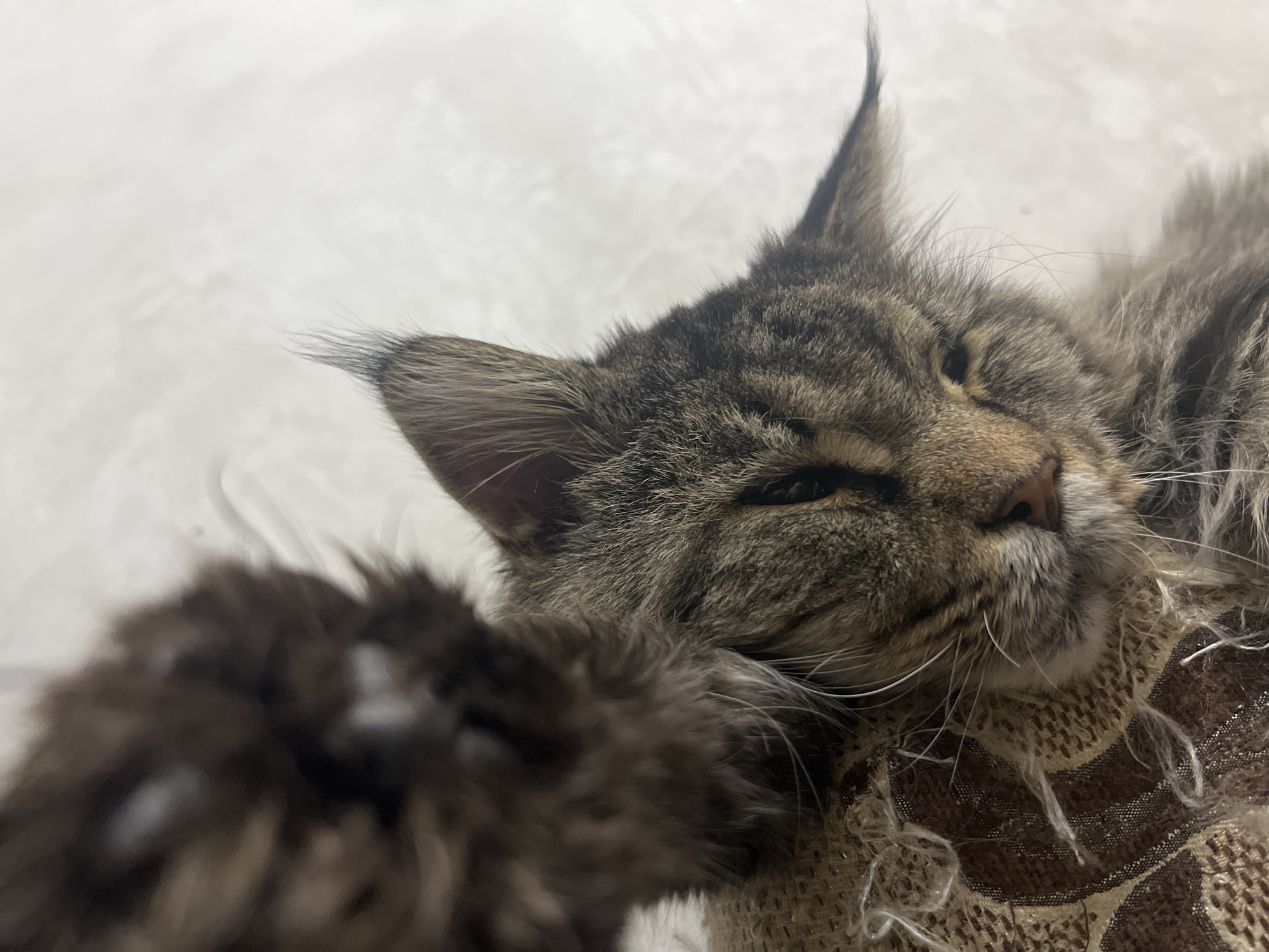 A close-up shot captures a brown tabby cat with its eyes mostly closed, appearing to be resting or sleeping. The cat is lying on a textured, patterned fabric in shades of brown and beige, which is somewhat frayed in places. Part of the cat's paw is visible in the foreground, also appearing fuzzy and brown. The background is a soft, out-of-focus white surface. The scene is indoors.