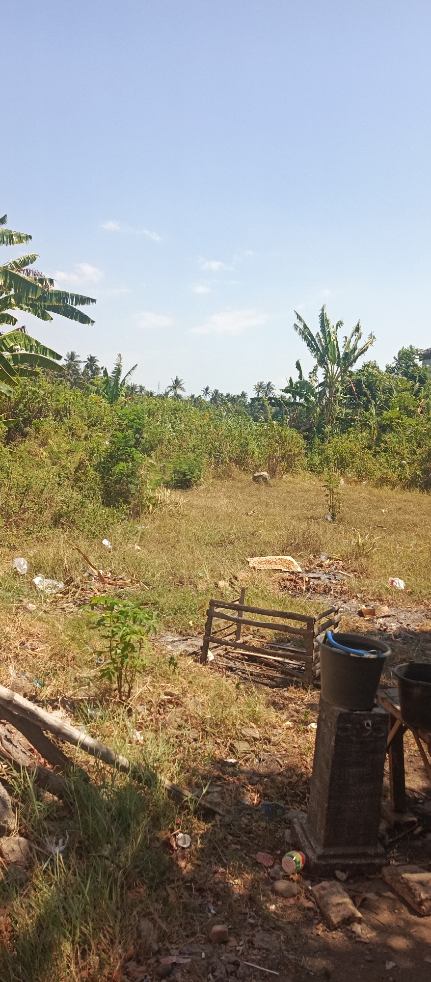 The image shows an outdoor scene with abundant vegetation and a clear blue sky. In the foreground, dry grass and scattered debris, including plastic bags and wooden fragments, are visible. A small, leafy green plant grows in the center. To the right, a rustic wooden structure resembling a fence or rack is present, with a dark blue bucket placed on a concrete base nearby. In the background, a dense array of trees and foliage, including banana plants and palm trees, extends across the landscape, suggesting a rural or semi-rural environment. The presence of a few white clouds indicates fair weather. There are no people or animals visible in the frame. The overall impression is one of an undeveloped or neglected outdoor space, possibly on the outskirts of Arjasa, Indonesia.