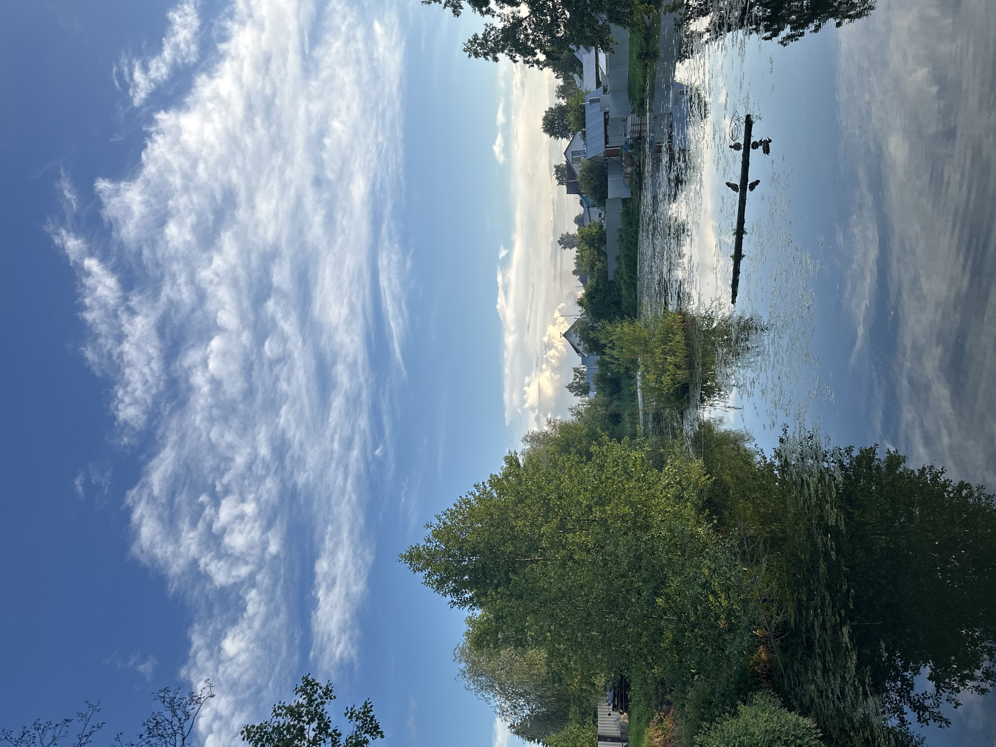 The image depicts a serene natural scene, likely located in the city of Chaikovsky, Russia, near a body of water. The sky is a vibrant blue, adorned with wispy white clouds that are illuminated by the sun. In the foreground, a calm body of water reflects the sky and the surrounding greenery. Patches of aquatic plants float on the surface, and a fallen log serves as a perch for three birds, two of which are standing and one is swimming nearby.
The middle ground is dominated by lush green trees and vegetation, with a variety of trees, including a tall, leafy one in the center. Beyond the trees, a residential area is visible, with houses and fences indicating a community. The architecture of the houses appears to be typical of rural Russian settlements. The overall impression is one of tranquility and natural beauty, with the human presence subtly integrated into the landscape.