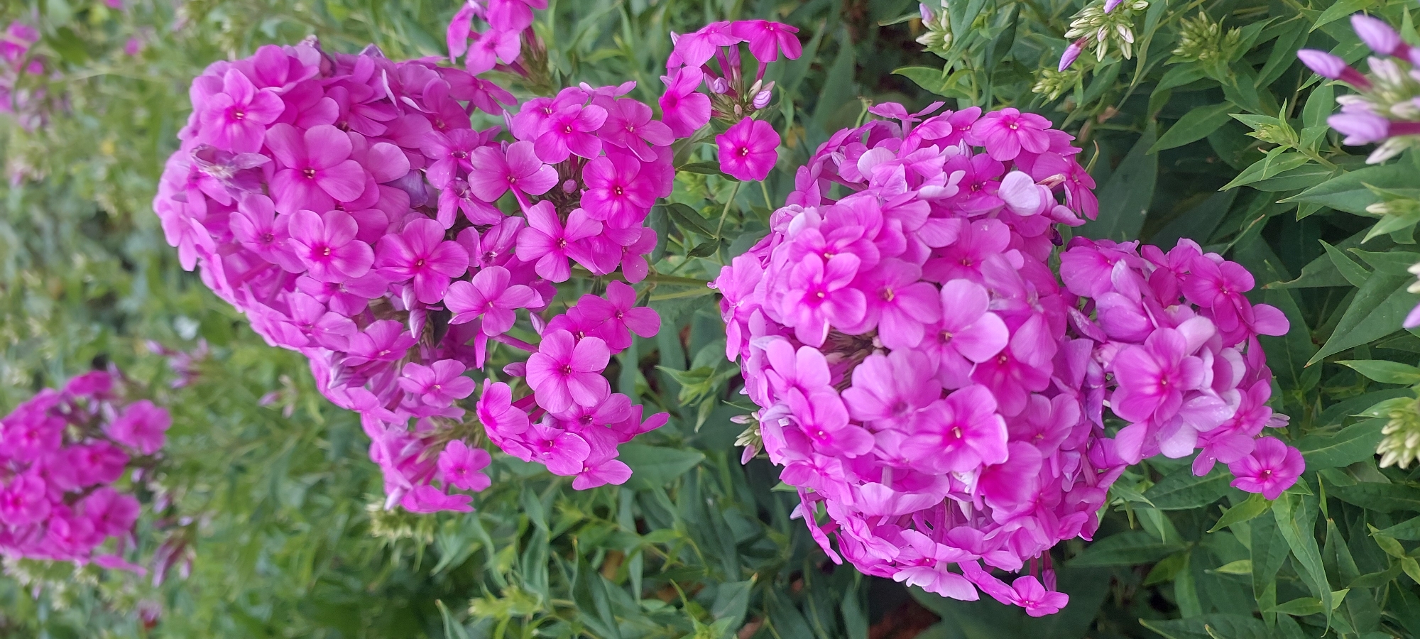 The image shows a close-up of vibrant pink phlox flowers in bloom, set against a backdrop of lush green foliage. The flowers are clustered in dense, pyramidal panicles, with individual blooms being small and star-shaped, each featuring five petals and a distinct, darker pink center. The lighting suggests an outdoor setting, likely during daylight hours, with soft shadows indicating diffused sunlight. The overall impression is one of natural beauty and abundance, characteristic of a garden or wild floral setting. The image does not depict any people, specific structures, or identifiable landmarks within Praporştşikovo, Kazakhstan.