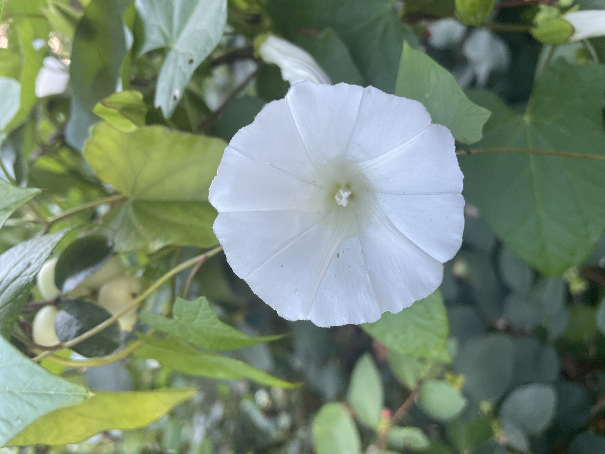 A close-up, eye-level shot features a white, trumpet-shaped flower in full bloom, its petals fanning out with visible veins. The flower is positioned slightly off-center to the right, with its stamen visible in the light-colored center. The background is a lush tapestry of green foliage, with some leaves out of focus, creating a shallow depth of field. To the upper left, a cluster of pale green, berry-like fruits is visible, also blurred. A hint of another white flower can be seen to the right, partially obscured by leaves. The lighting suggests natural daylight. The image does not contain any people or indications of specific human activity. The environment appears to be an outdoor garden or natural setting. There is no information available to determine the specific location within the city of Kaliningrad, Russia, as the image lacks any identifiable landmarks or contextual clues.