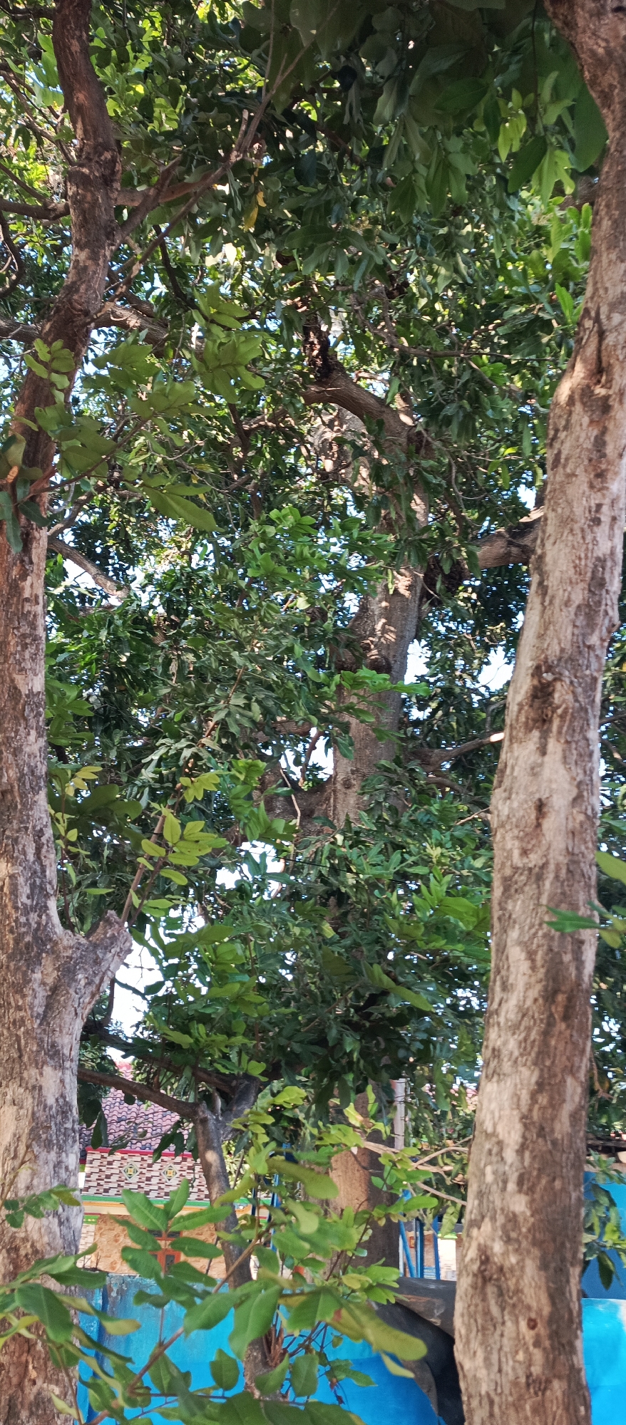 The image shows a close-up view of tree trunks and foliage, with a glimpse of a building in the background. The trees are deciduous, with rough, textured bark and numerous green leaves. The building in the background appears to be a traditional Indonesian structure, with a red-tiled roof and decorative patterns on its facade. A bright blue surface is visible in the lower portion of the image, possibly a wall or a tarp. The overall scene suggests an outdoor setting, likely in a residential area of Arjasa, Indonesia, given the architectural style of the building and the presence of lush vegetation. The lighting indicates it is daytime, with sunlight filtering through the leaves. There are no people or animals visible in the frame, and no specific actions or interactions are depicted.