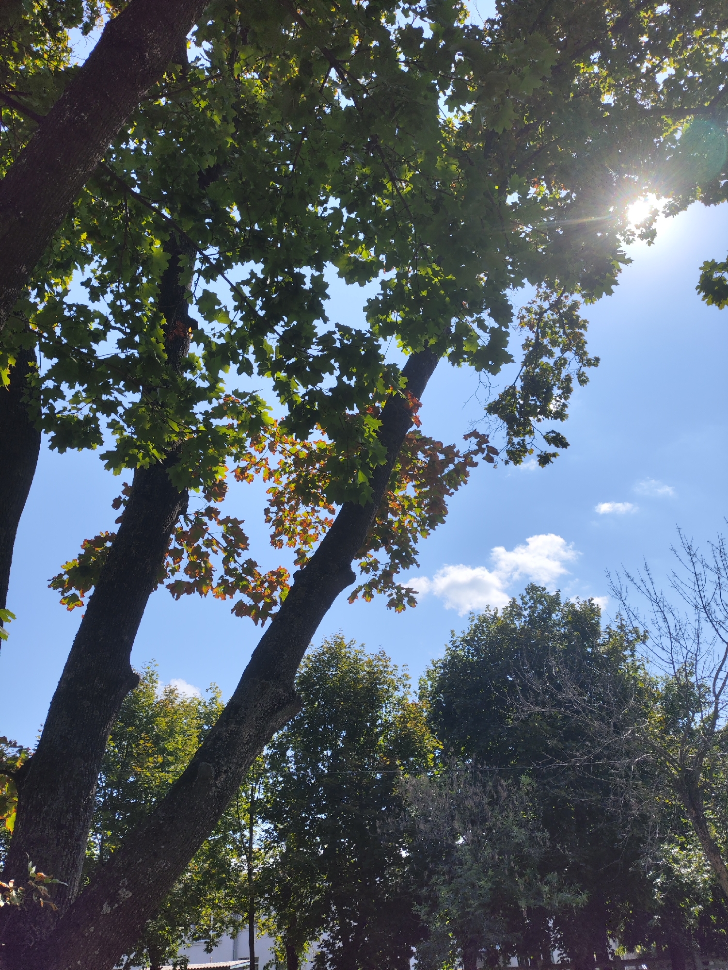This is a low-angle shot of trees against a bright blue sky, with the sun shining through the leaves, creating lens flare. The trees have dark, textured bark and branches laden with green leaves. Some leaves on the lower branches are beginning to turn autumnal shades of orange and red. In the background, more trees are visible, including some with bare branches, suggesting a transition to fall. A few wispy clouds are scattered across the sky. The scene appears to be a park or a natural area. The bright sunlight indicates it is daytime. The presence of lush green leaves alongside some changing colors suggests it could be late summer or early autumn. The photo evokes a sense of natural beauty and the changing seasons. There is no visible text.