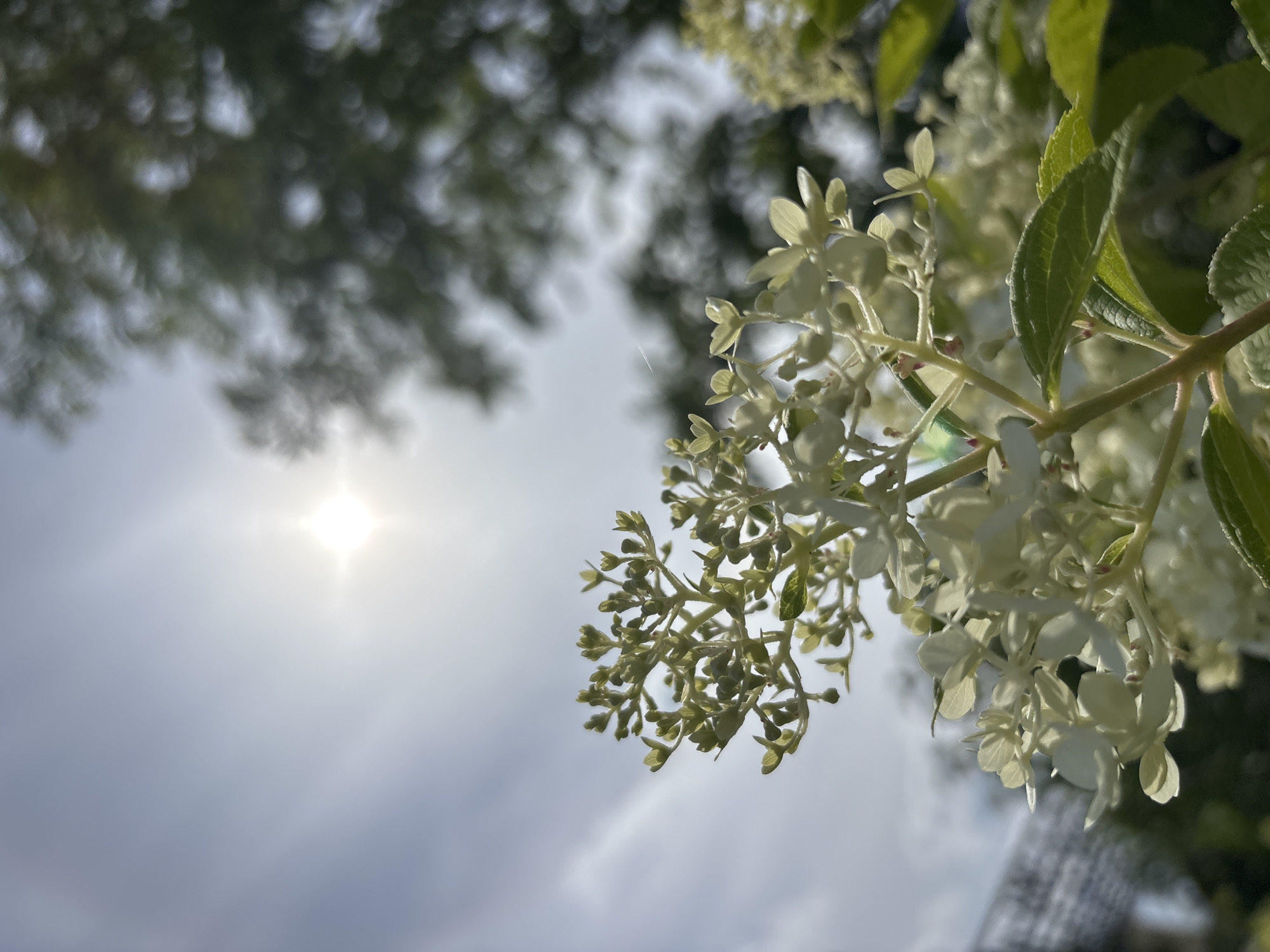 An outdoor, medium shot shows the bright sun partially obscured by clouds in the upper center of the image, with its rays fanning out. In the foreground, a close-up view of a cluster of light-colored hydrangea flowers and green leaves is seen from a low angle. The flowers are delicate and white, with some buds still closed. The leaves are a vibrant green and appear textured. In the blurred background, out-of-focus green foliage suggests trees and possibly a fence. The scene depicts a natural, possibly garden, setting in Zvenigorod, Russia, bathed in sunlight. There are no people or animals present.