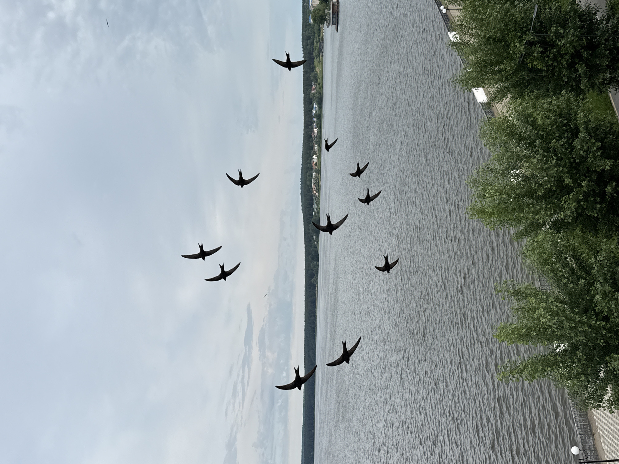 This image captures a panoramic view of a wide body of water, likely a river or reservoir, under an overcast sky. The scene is set in what appears to be Votkinsk, Russia.
Numerous small, dark birds, resembling swifts or swallows, are scattered across the sky and above the water, captured in various stages of flight. There are approximately 11-12 birds visible, silhouetted against the bright, cloudy sky. One bird is notably higher in the frame than the others.
The central and lower portions of the image are dominated by the expanse of water, which has a textured surface with many small ripples, reflecting the diffused light from the sky. This creates a shimmering effect across the water.
Along the distant horizon, a long, dark band of forested land with some discernible buildings stretches across the frame, indicating a far shoreline. In the foreground on the right side, dense green trees with vibrant foliage line a visible embankment or promenade. Part of a paved area or walkway is visible among these trees, along with at least two white-cased streetlights, suggesting a developed waterfront.
The time of day appears to be daytime, with soft, diffused lighting indicating an overcast sky. The overall color palette consists of various shades of grey for the sky and water, and rich greens for the trees. No visible text is present in the image.