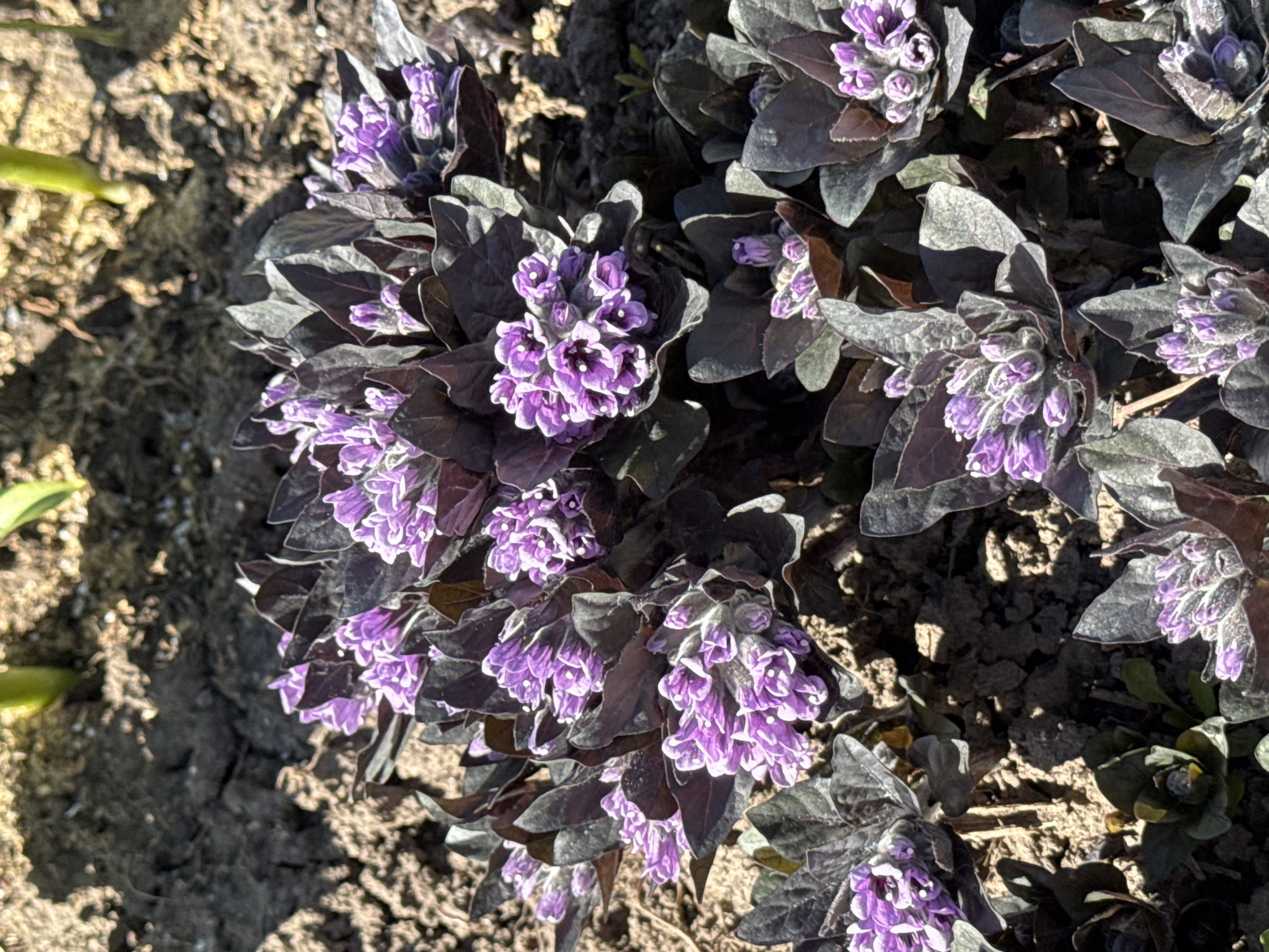 The image shows a patch of Ajuga plants with dark purple leaves and clusters of purple flowers growing in soil. The location is likely Перевозное, Russia, based on the prompt. The plants are densely packed together, and some of the leaves have a grayish-green cast, possibly due to lighting or a coating. The soil is dry and cracked.