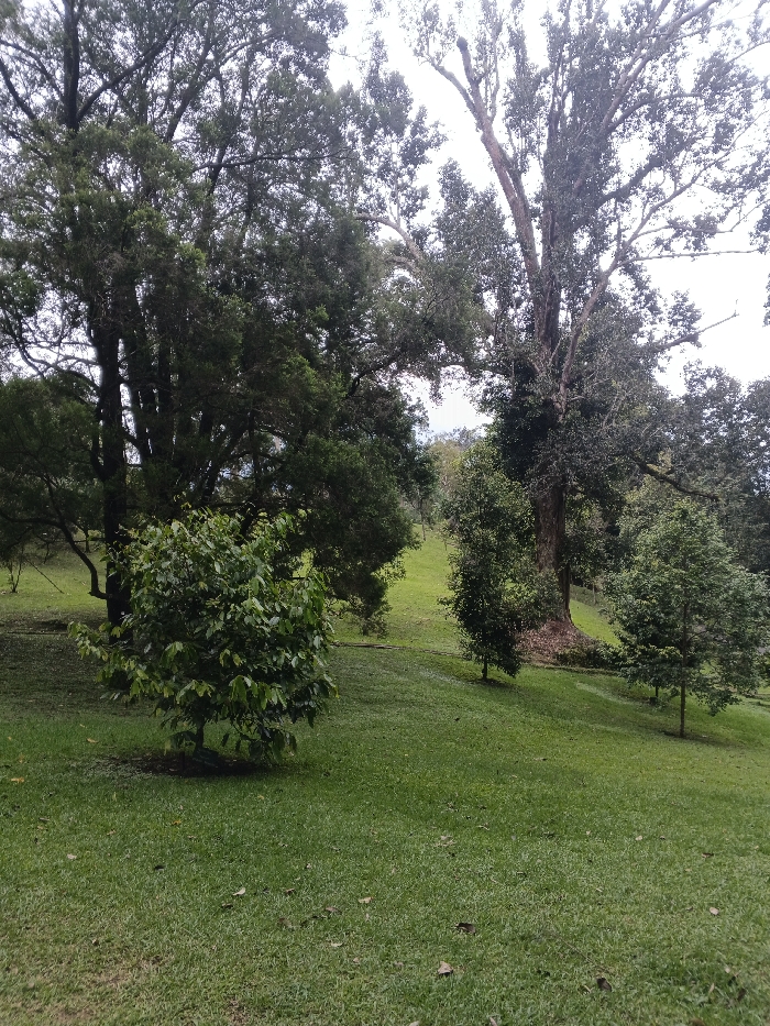 This image captures a lush, green outdoor landscape in Tah, Vietnam, under an overcast sky. The scene is dominated by a gently sloping expanse of vibrant green, neatly mown grass, which covers the lower half and extends into the midground. Scattered dry, brown leaves are visible on the grass in the lower right quadrant. In the foreground, slightly to the left of center, stands a solitary, small, leafy green tree or large bush, approximately 1.5 meters in height, with dense foliage. In the midground, several trees are dispersed across the rising terrain. A prominent, large, mature tree with a thick, textured trunk and substantial branching occupies the right-center of the midground. Further back, a dense canopy of various evergreen trees, displaying different shades of dark green foliage, forms the background, obscuring the distant horizon. The sky above is bright white and overcast, indicating diffused lighting. No individuals or specific actions are depicted.