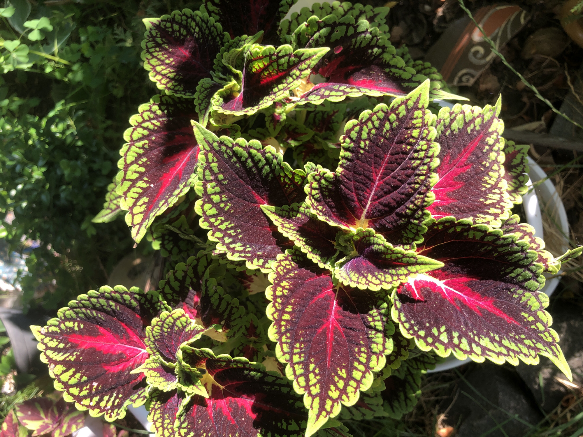 The image shows a close-up, overhead view of a coleus plant with vibrant, multi-colored leaves. The leaves are primarily deep burgundy red with intricate patterns of bright green along the edges and veins. Some leaves also show splashes of lighter green and yellow. The plant is set against a background of dappled sunlight, green foliage, and what appears to be a white pot. The lighting suggests an outdoor environment, possibly a garden or balcony. There is no visible indication of the city of Radomyshl, Ukraine, or any specific geographical markers within the image. The scene is static and focuses solely on the botanical subject.