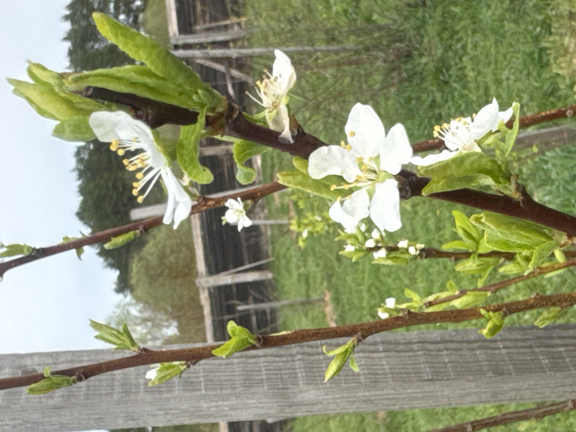 The image shows a close-up of a blossoming branch with white flowers and young green leaves. The branch is brown and appears to be from a fruit tree. Some blossoms are fully open, while others are still in bud. In the background, there is a wooden fence, green grass, and trees, suggesting a natural or semi-rural setting, potentially a garden or orchard. The sky is overcast. The city of Rusalevka, Russia is not mentioned in the image.