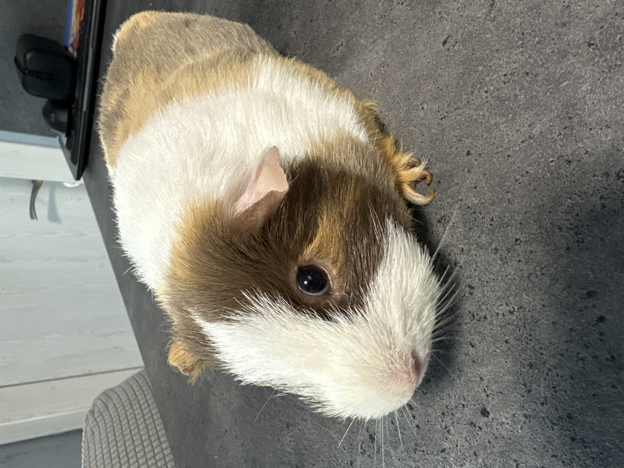 A domestic guinea pig with white, brown, and tan fur is positioned on a dark gray, speckled surface that appears to be a countertop. The guinea pig is facing left, with its head slightly tilted downwards. Its dark eye is clearly visible, and its whiskers extend from its snout. The animal's ears are small and pink. In the background, a gray woven chair is visible on the left, and on the right, a black laptop with a wireless mouse and a dark object are present. The overall environment suggests an indoor setting, possibly a kitchen or office space in Varna, Bulgaria.