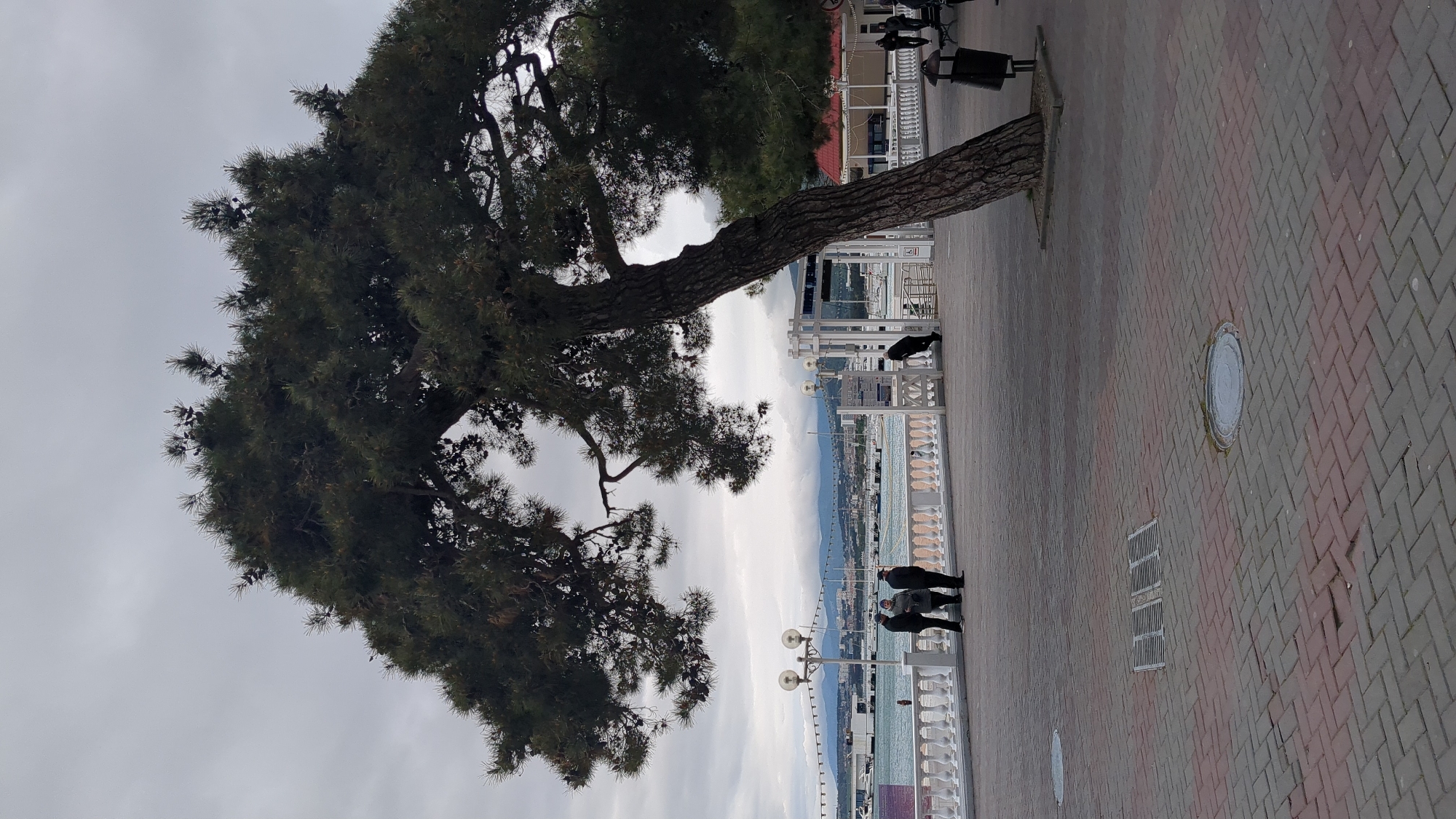 The image shows a large, sprawling tree in Gelendzhik, Russia. The tree dominates the left side of the frame, its trunk and branches extending towards the sky. The foreground consists of a paved walkway with brick-like patterns and some utility access points. A white balustrade runs along the edge of the walkway, separating it from a view of the sea and mountains in the background. People are present on the walkway near the balustrade, appearing as small figures from this perspective. A black animal, possibly a dog or cat, is also near the balustrade. The sky is overcast and a light gray. Some buildings and infrastructure can be seen in the distance.