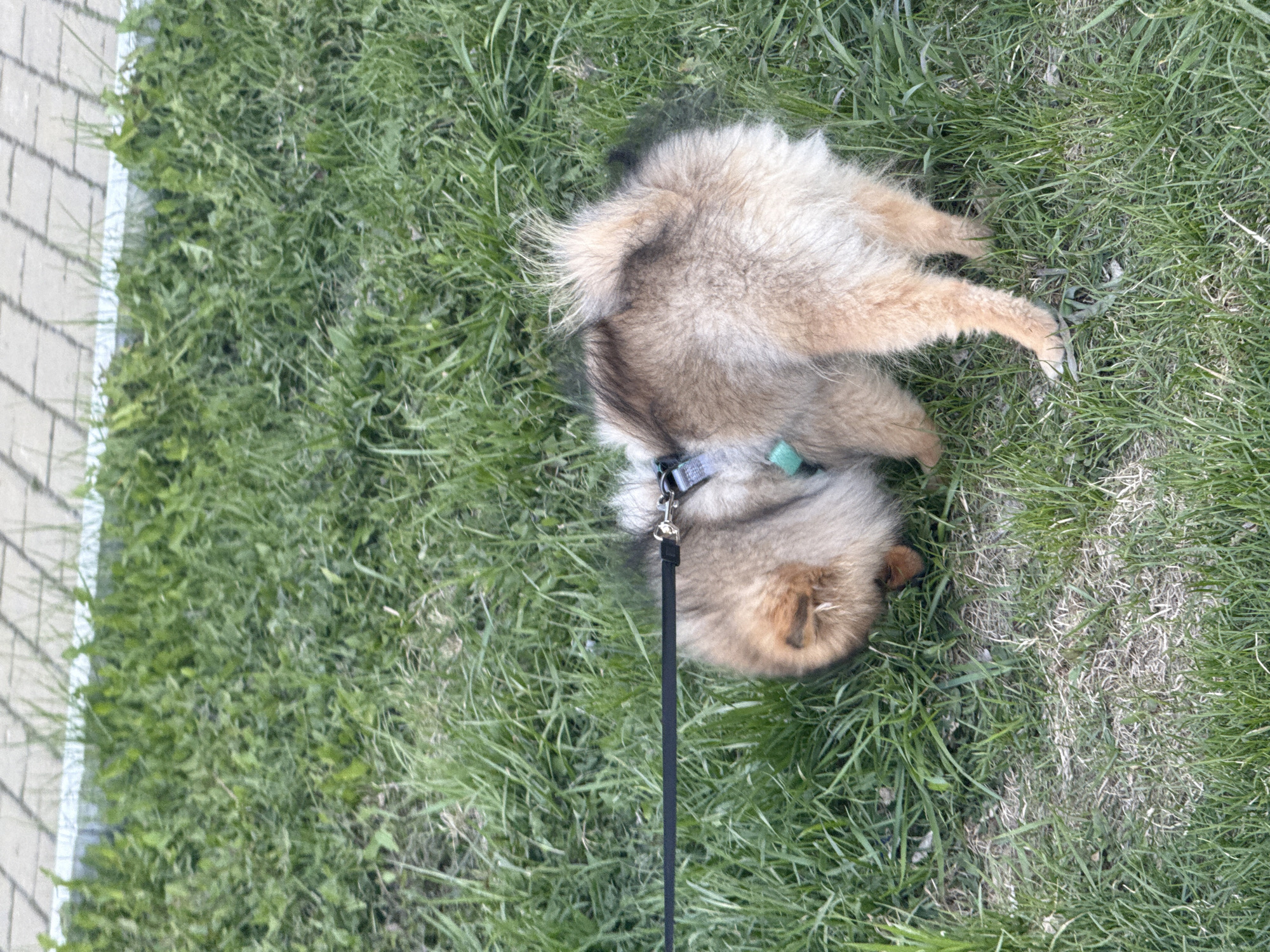A fluffy, light brown and tan dog, likely a Pomeranian or a similar spitz breed, is captured resting on its side on a patch of vibrant green grass. The image is taken from an overhead perspective, with the dog's head visible towards the bottom right and its body extending upwards and to the left. The dog wears a light-colored collar, possibly green or light blue, to which a black leash is attached, running out of the frame at the bottom. The dog's relaxed pose suggests it is comfortable and content. To the left of the grassy area, a paved sidewalk or path, composed of light-colored rectangular tiles, runs vertically along the edge of the frame, suggesting the image may be rotated from its original orientation. The scene is illuminated by bright daylight, casting subtle shadows. While most of the grass is lush, a section towards the upper right appears drier or more worn. This peaceful moment takes place in Yekaterinburg, Russia. There is no visible text in the media.